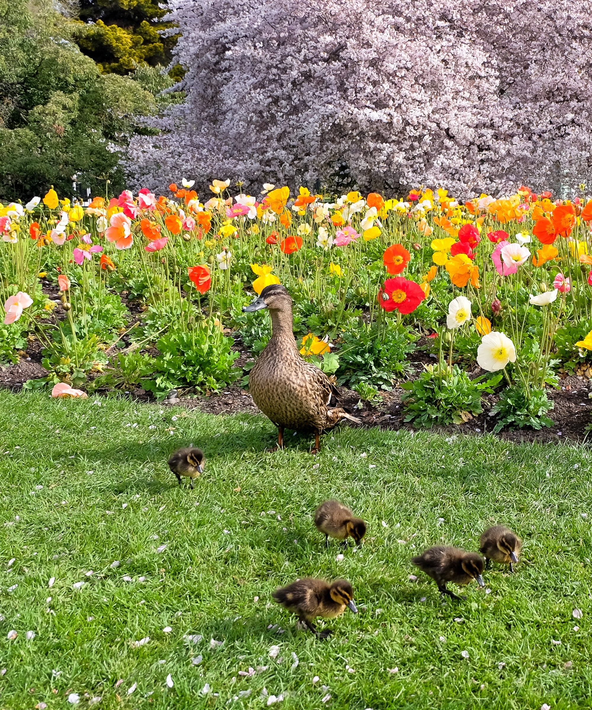 En kvinnelig Mallard Duck og andesingene ved en blomsterbed av valmuer