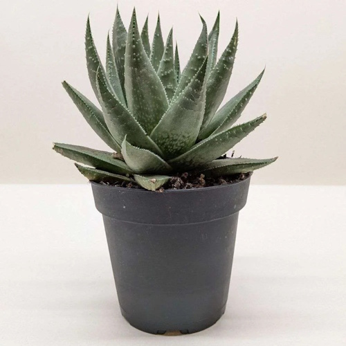 Walmart Haworthia