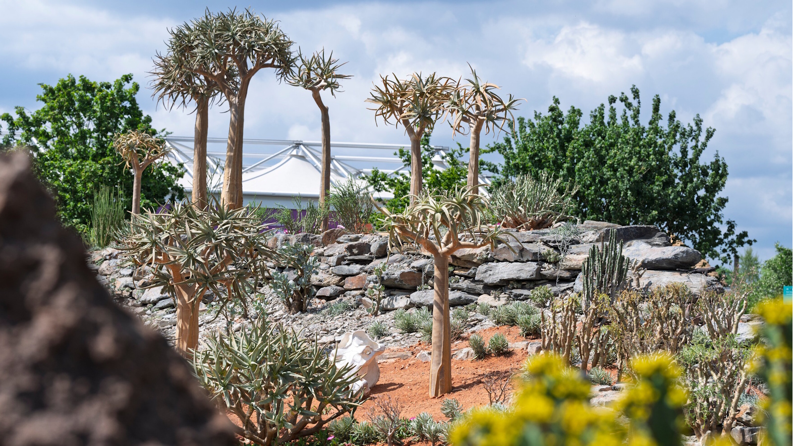 RHS Chelsea Karoo Succulent Garden