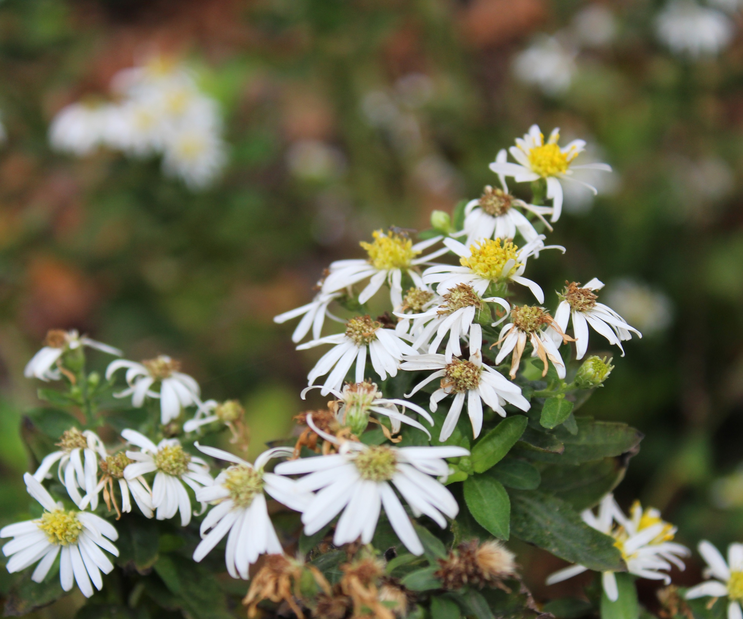Tusenfrydblomster av den hvite tre -asteren, eller Eurybia divaricata, i en skogsseng