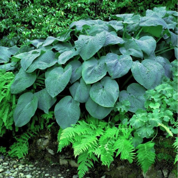Elegans hosta