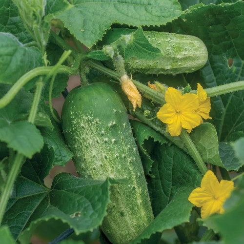 Agurk, picklebush