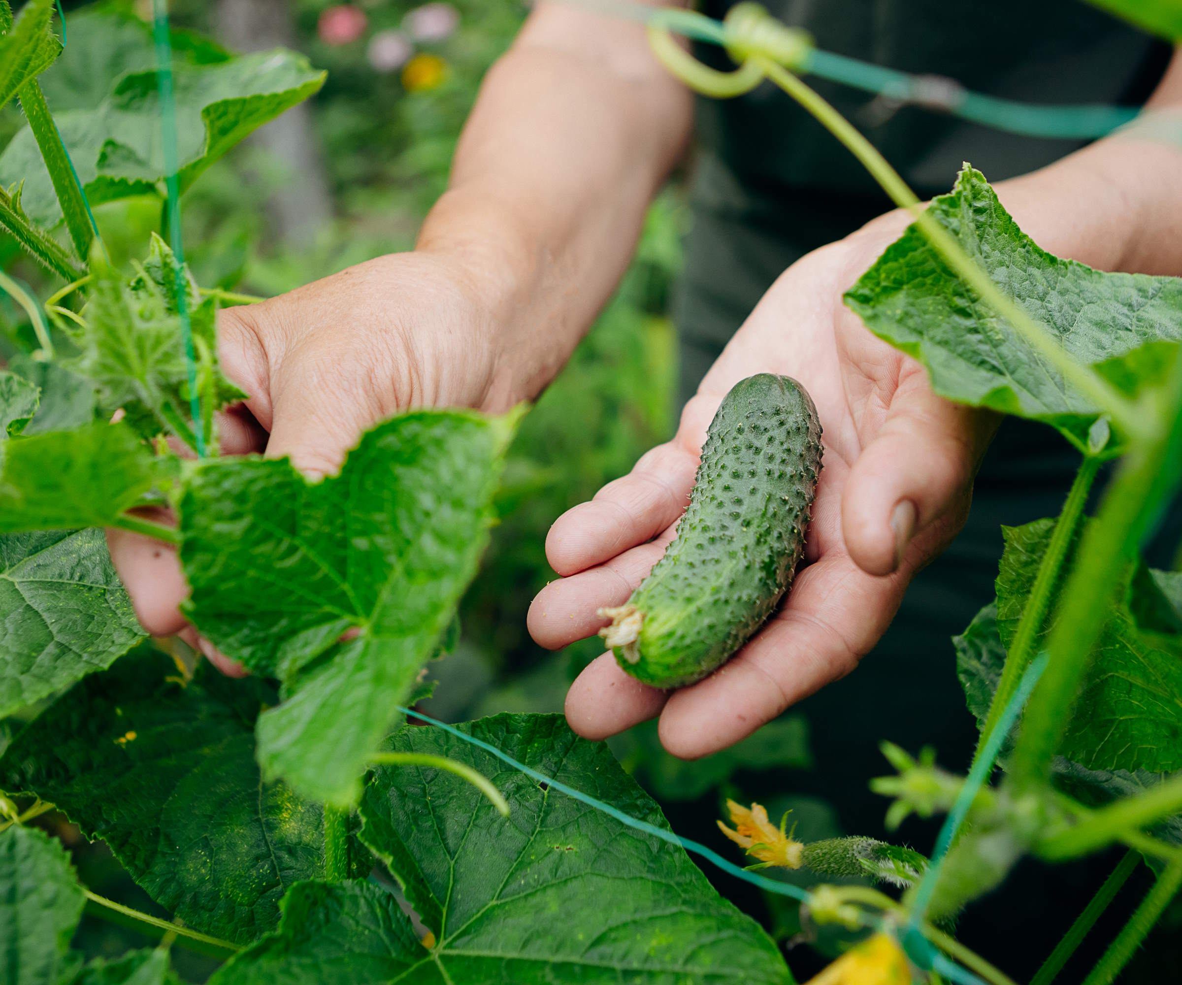 Høsting av en mini agurk av en sunn agurkplante