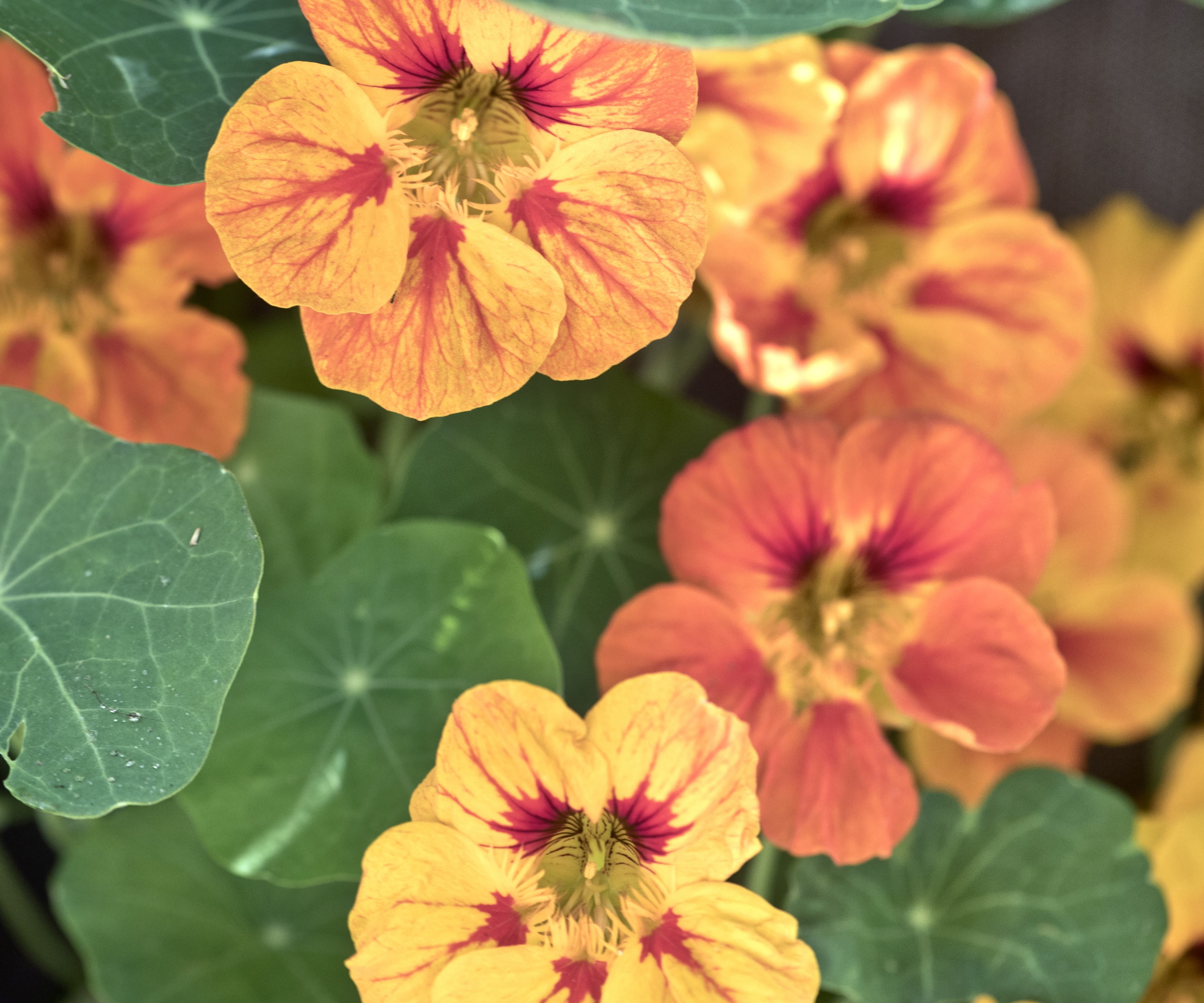 Nasturtium blomstrer i oransje med grønne blader
