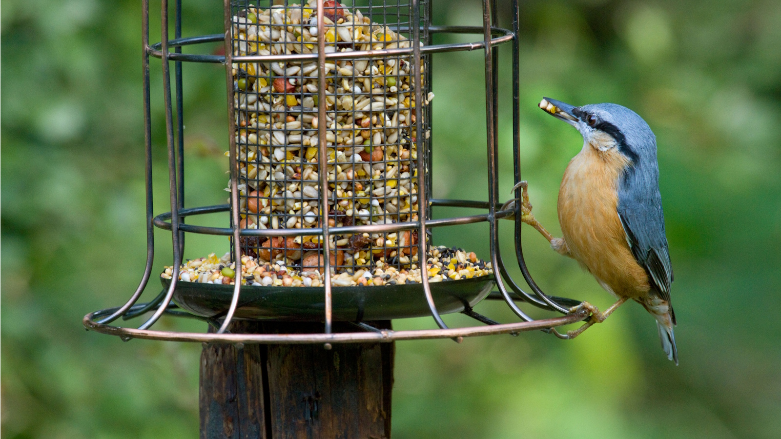 rice in bird feeders