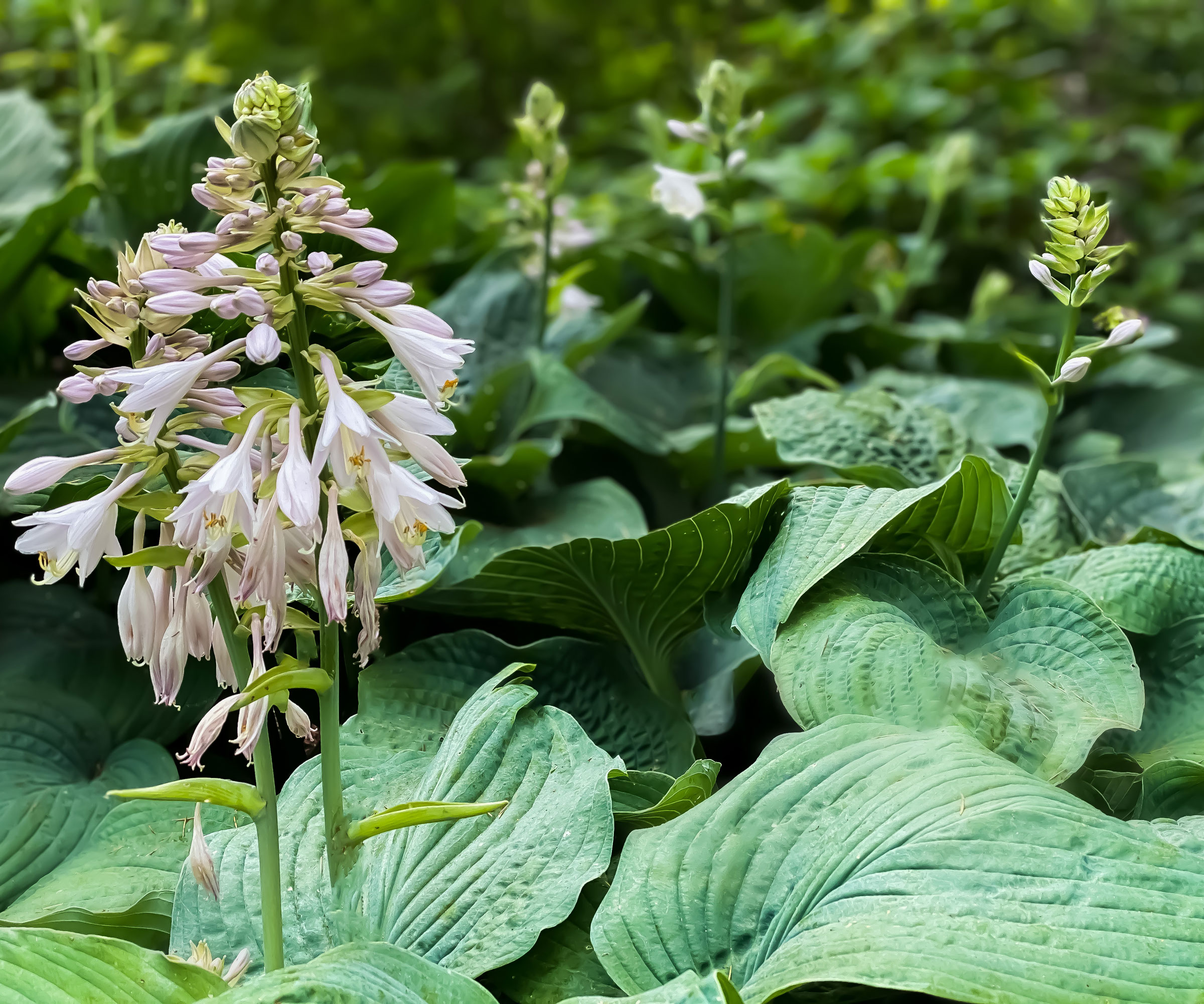 hosta med blek mauveblomst