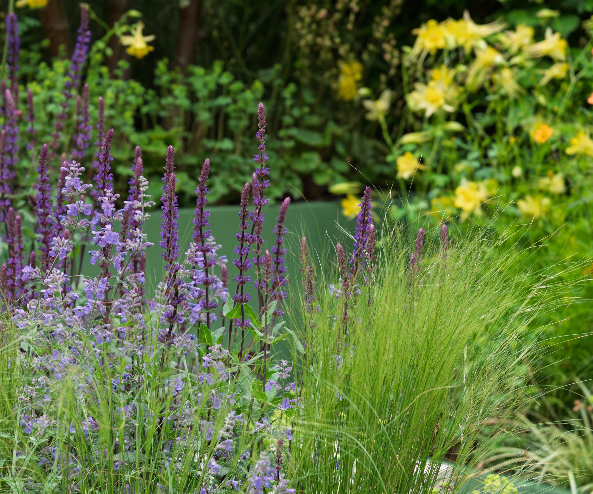 MS Amlin Peace of Mind Garden 2025 Chelsea Flower Show