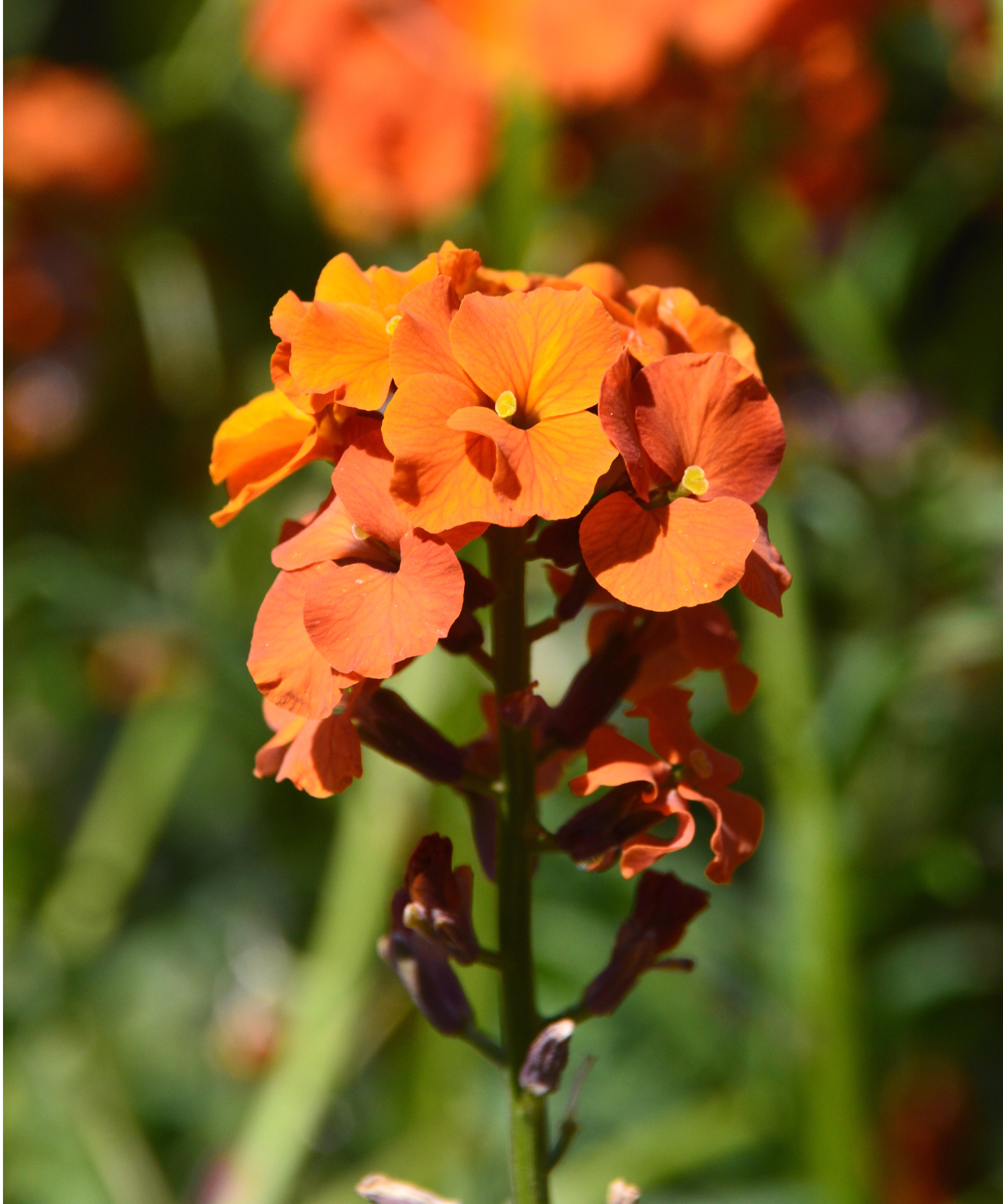 Erysimum 'aprikos Twist'