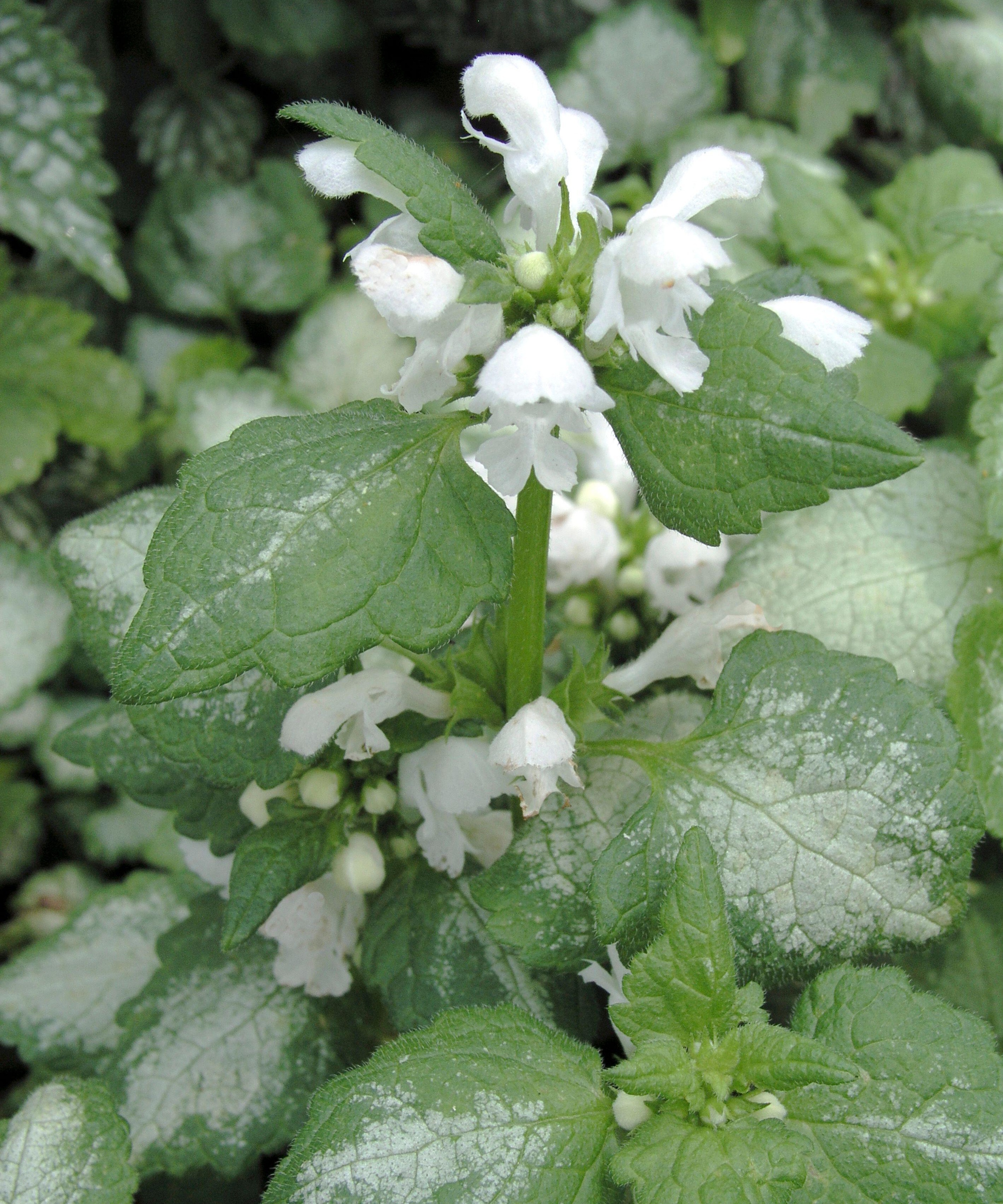 Lamium 'White Nancy'