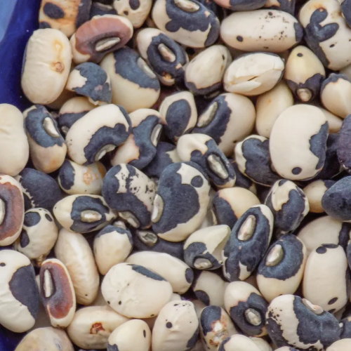Cowpea, fenomenal
