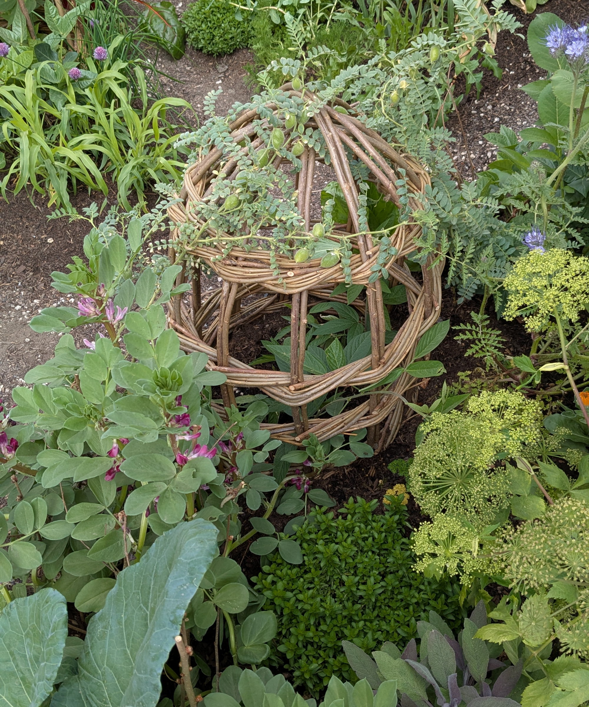 Kikerter som vokser i fremtidens hage på RHS Chelsea Flower Show