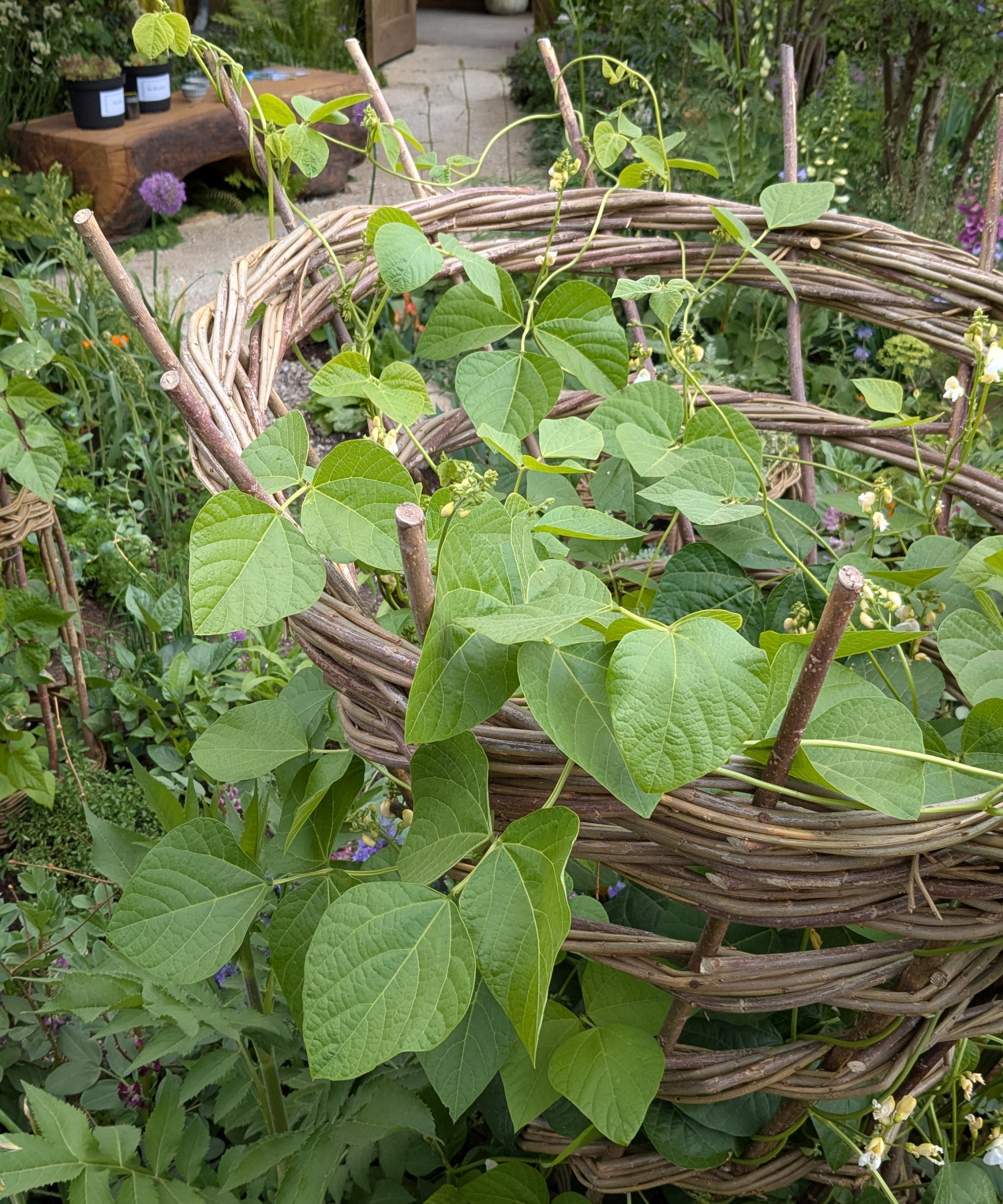 Cowpeas vokser i fremtidens hage på RHS Chelsea Flower Show