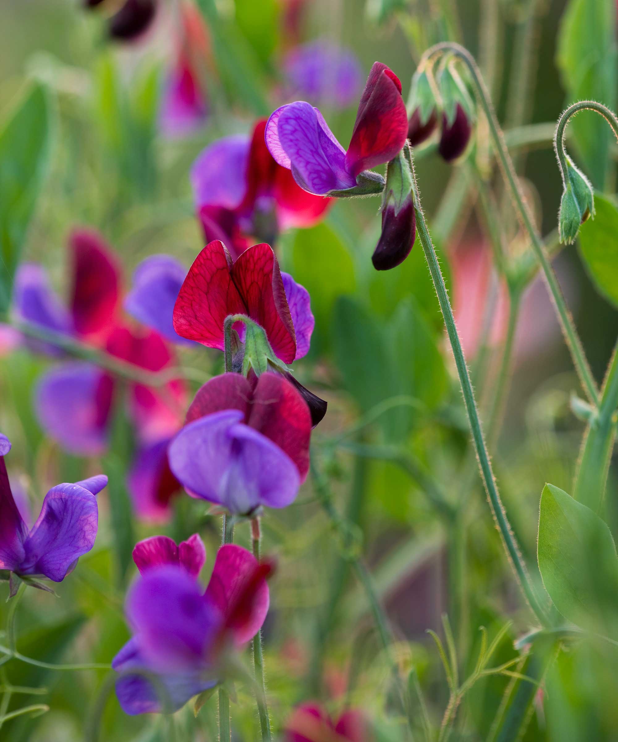 søte erteblomster