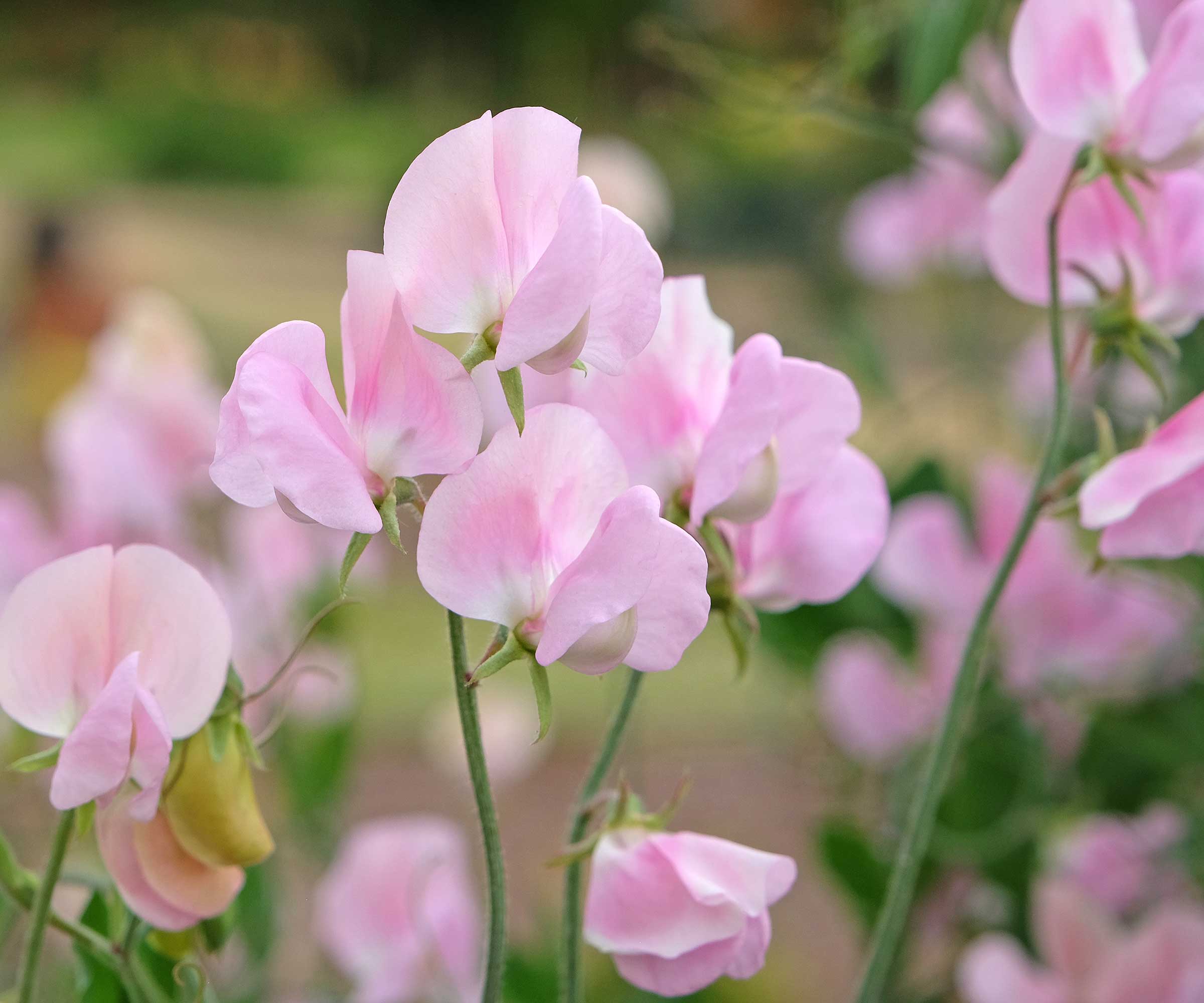 blekrosa søte erter i blomsten