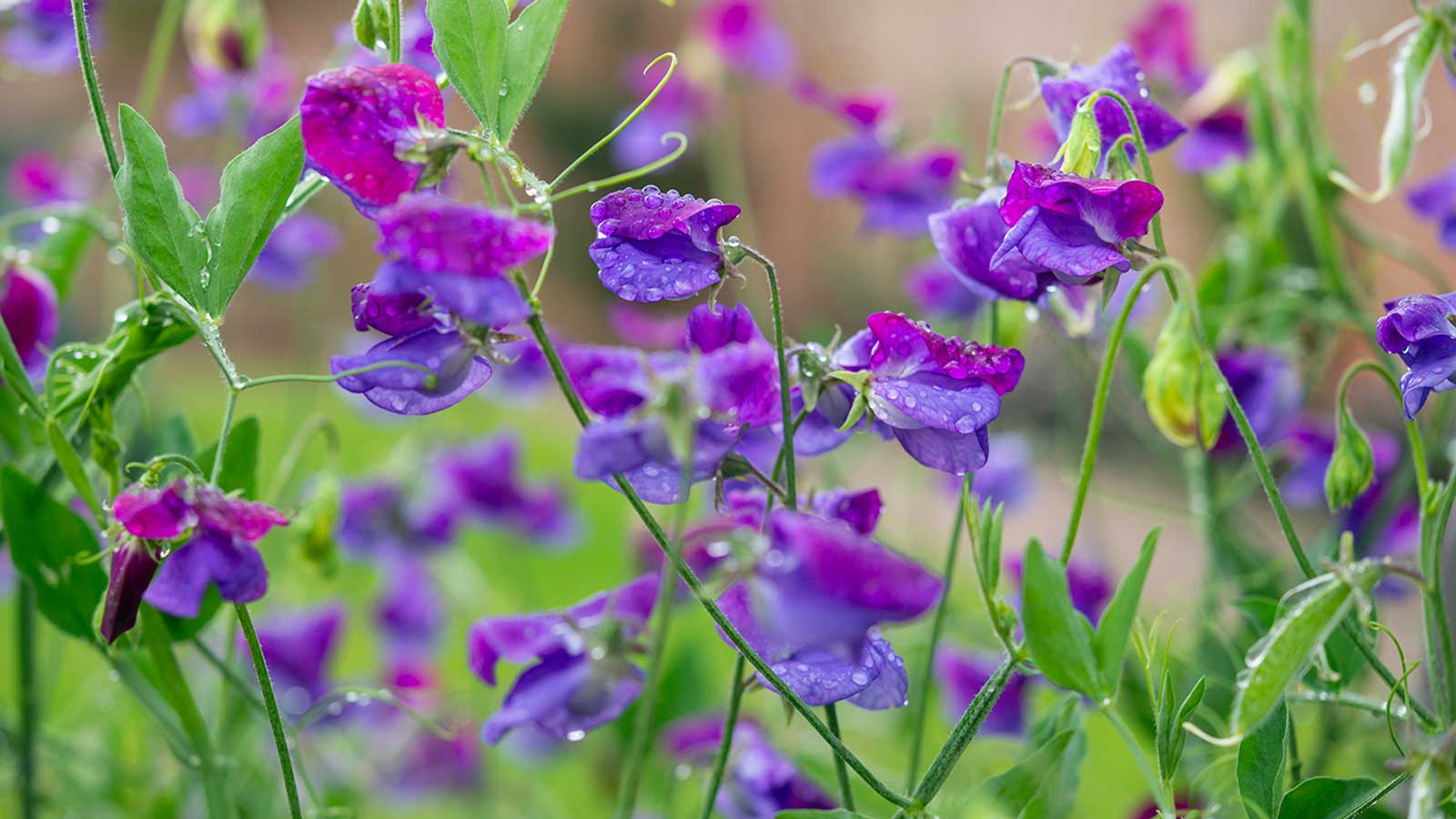 purple sweet pea flowers with rain droplets