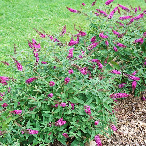Proven Winners® Colorchoice® LO & Beold® Ruby Chip® Butterfly Bush