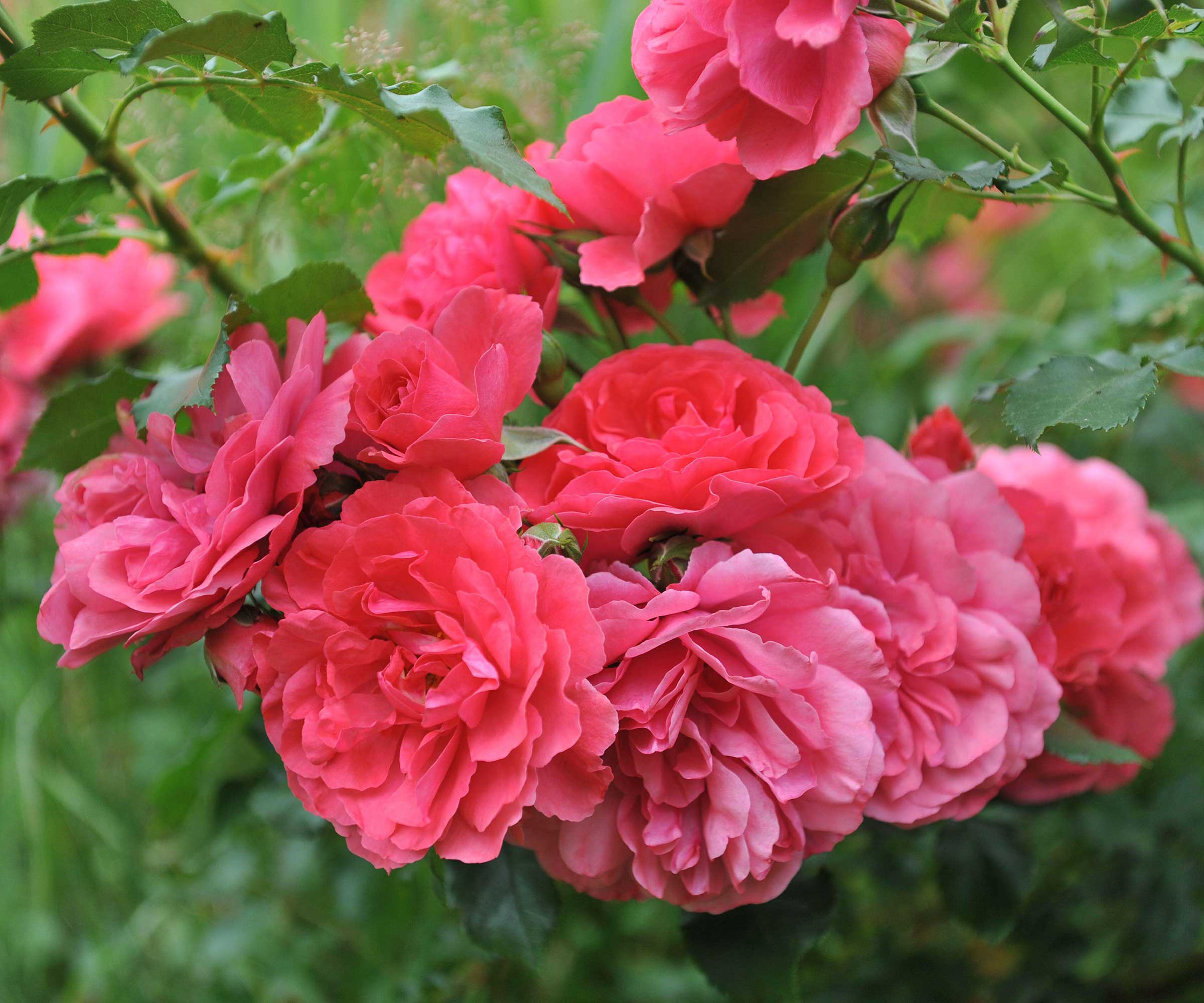 rosa roser