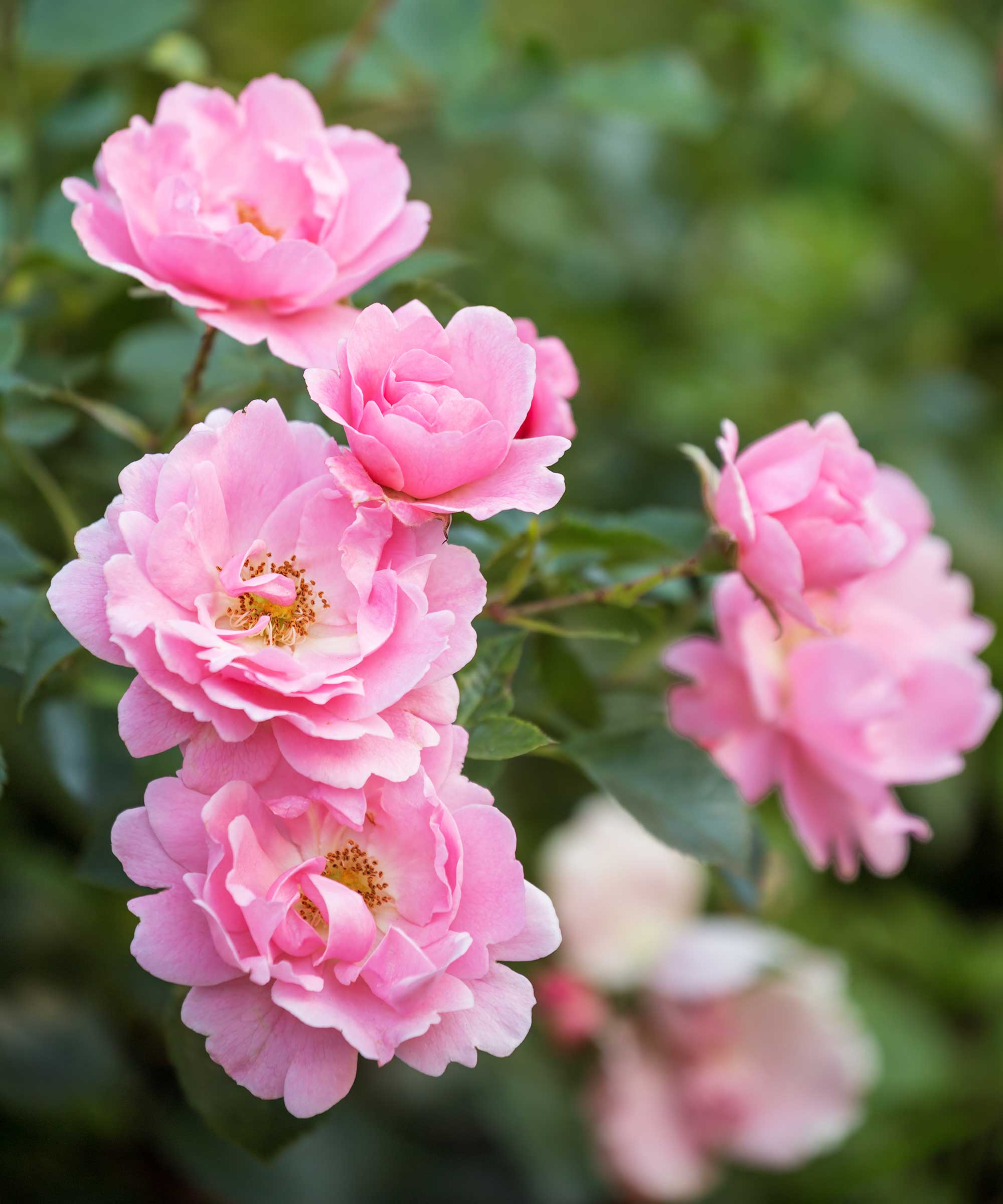 rosa roser i blomst