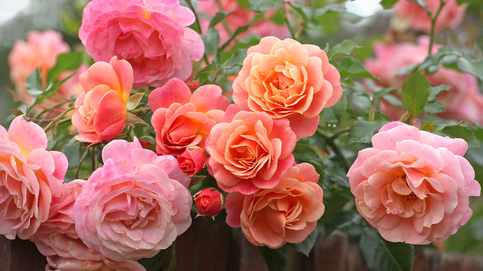 pink and peach roses