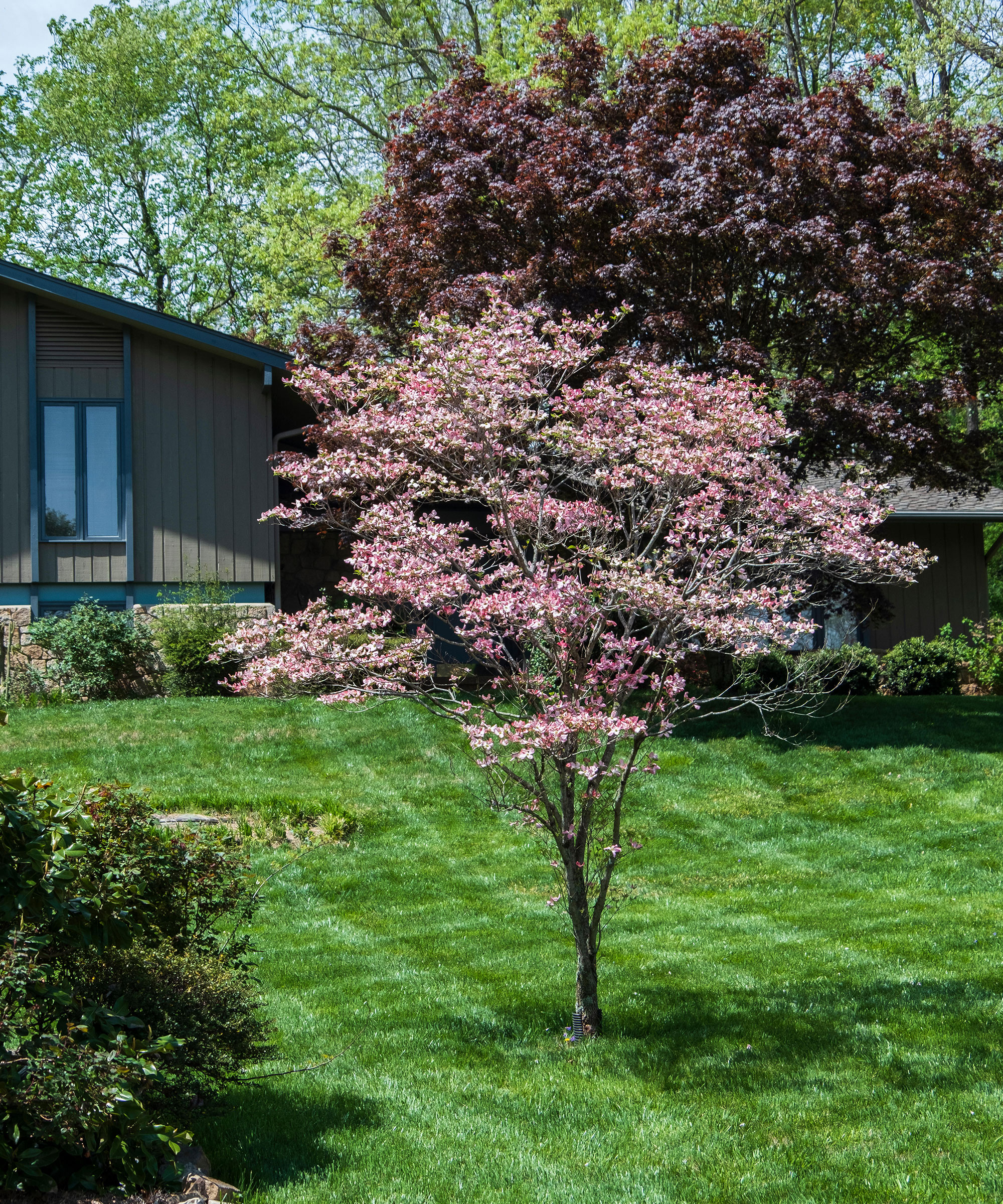 En rosa blomstrende dogwood (Cornus Florida) som vokser midt i en plen