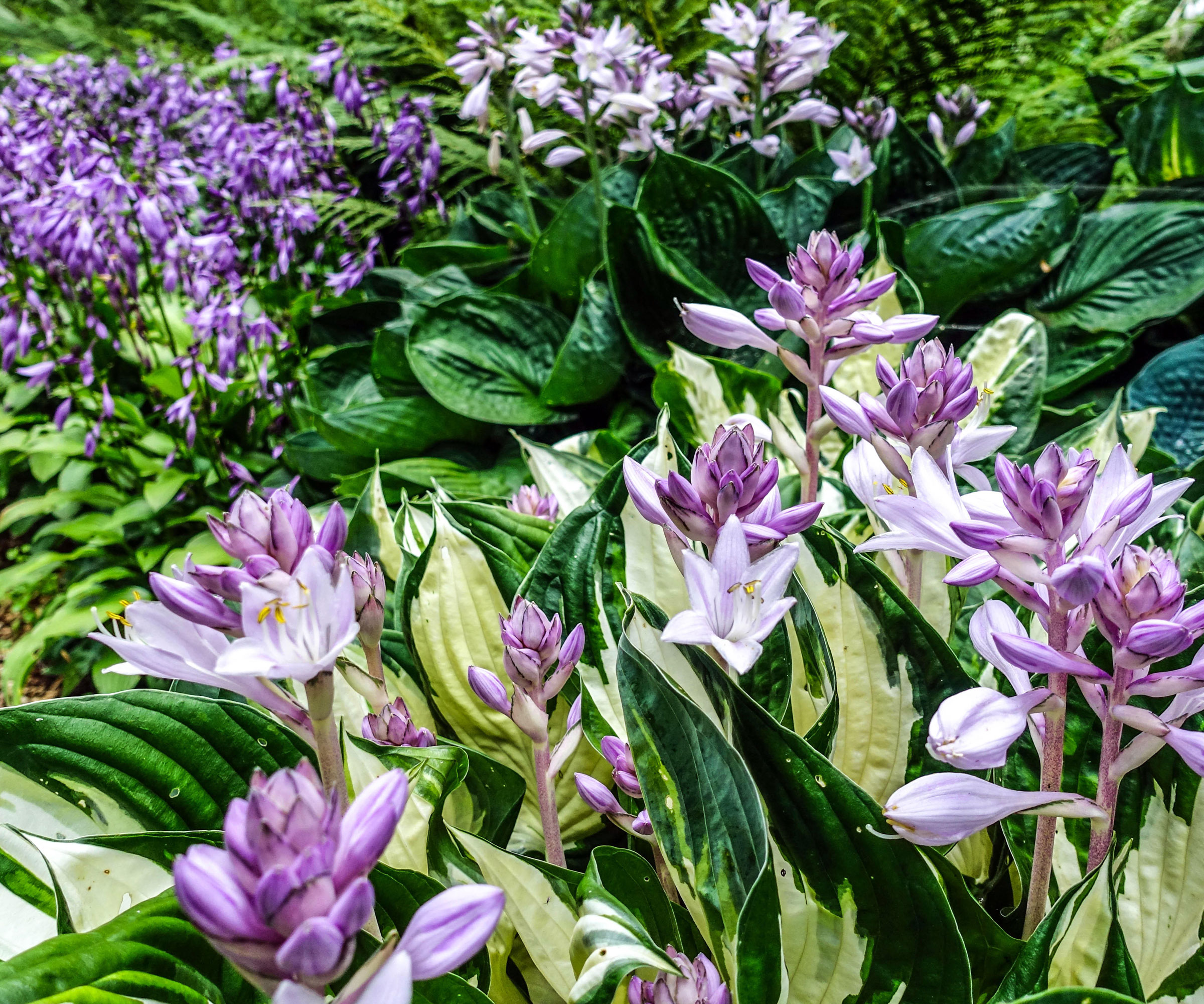 Hosta ild og is med spraglete blader