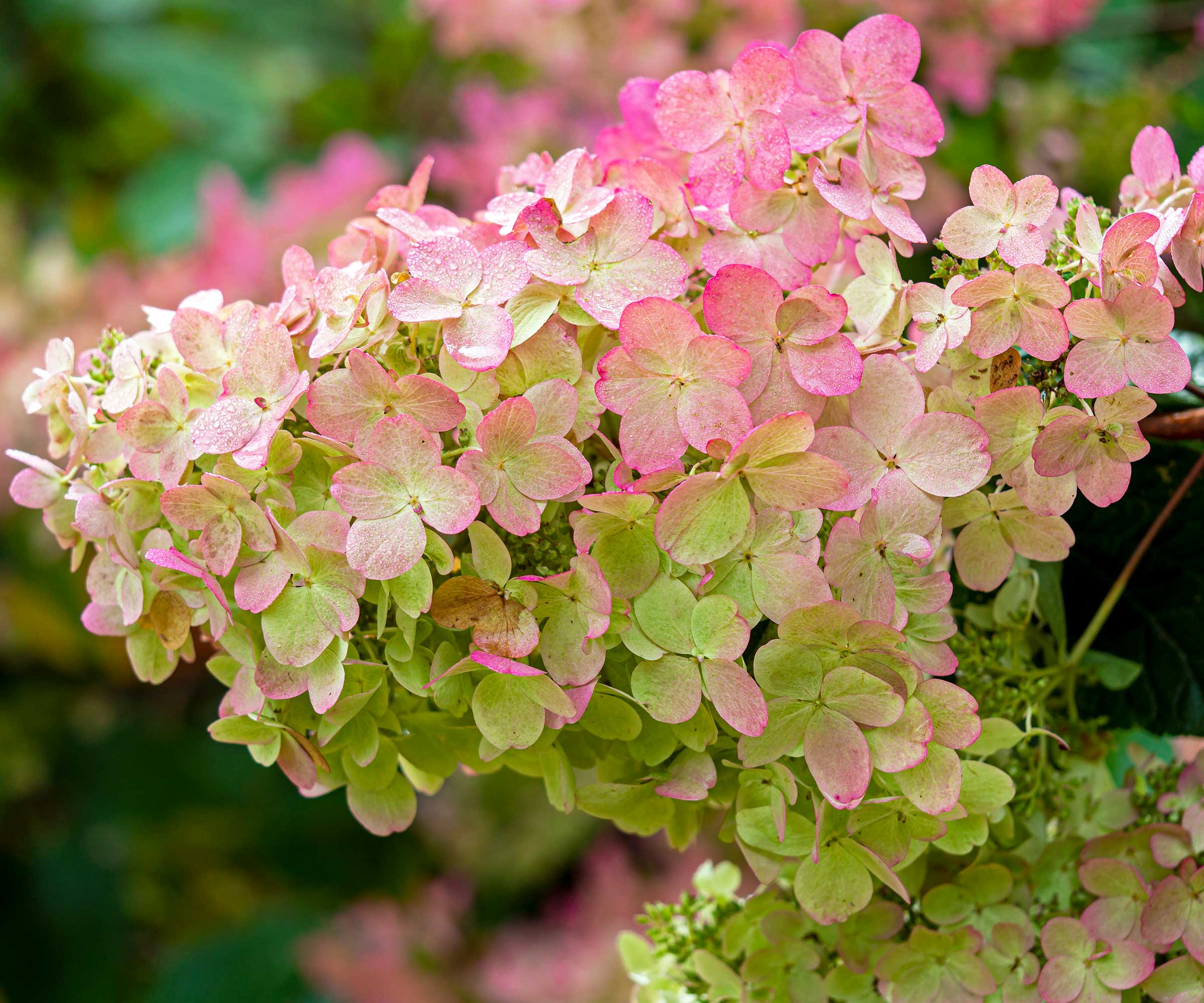 rosa paniculata hortensia
