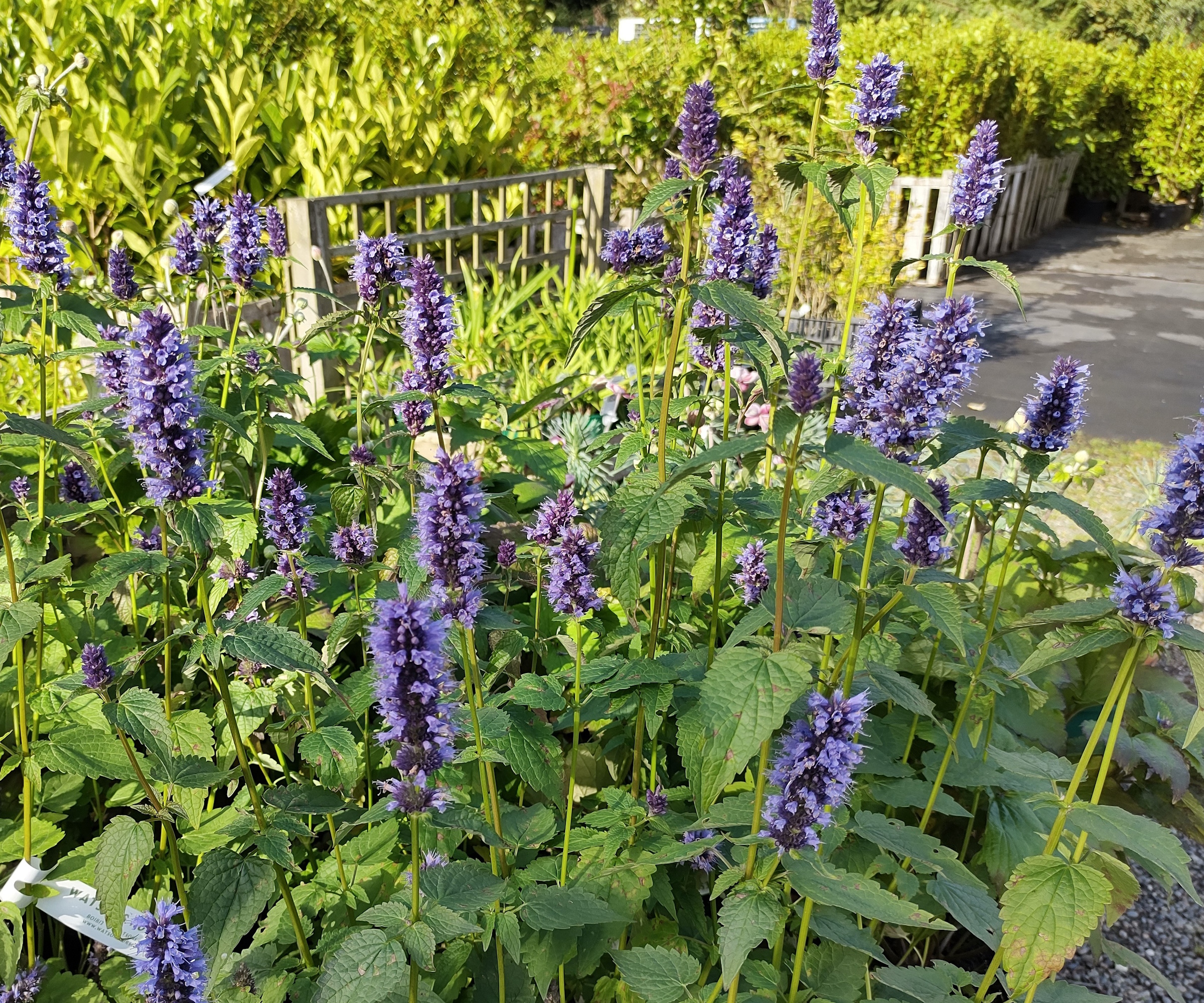 Lilla agastache blomstrer i en hagegrense