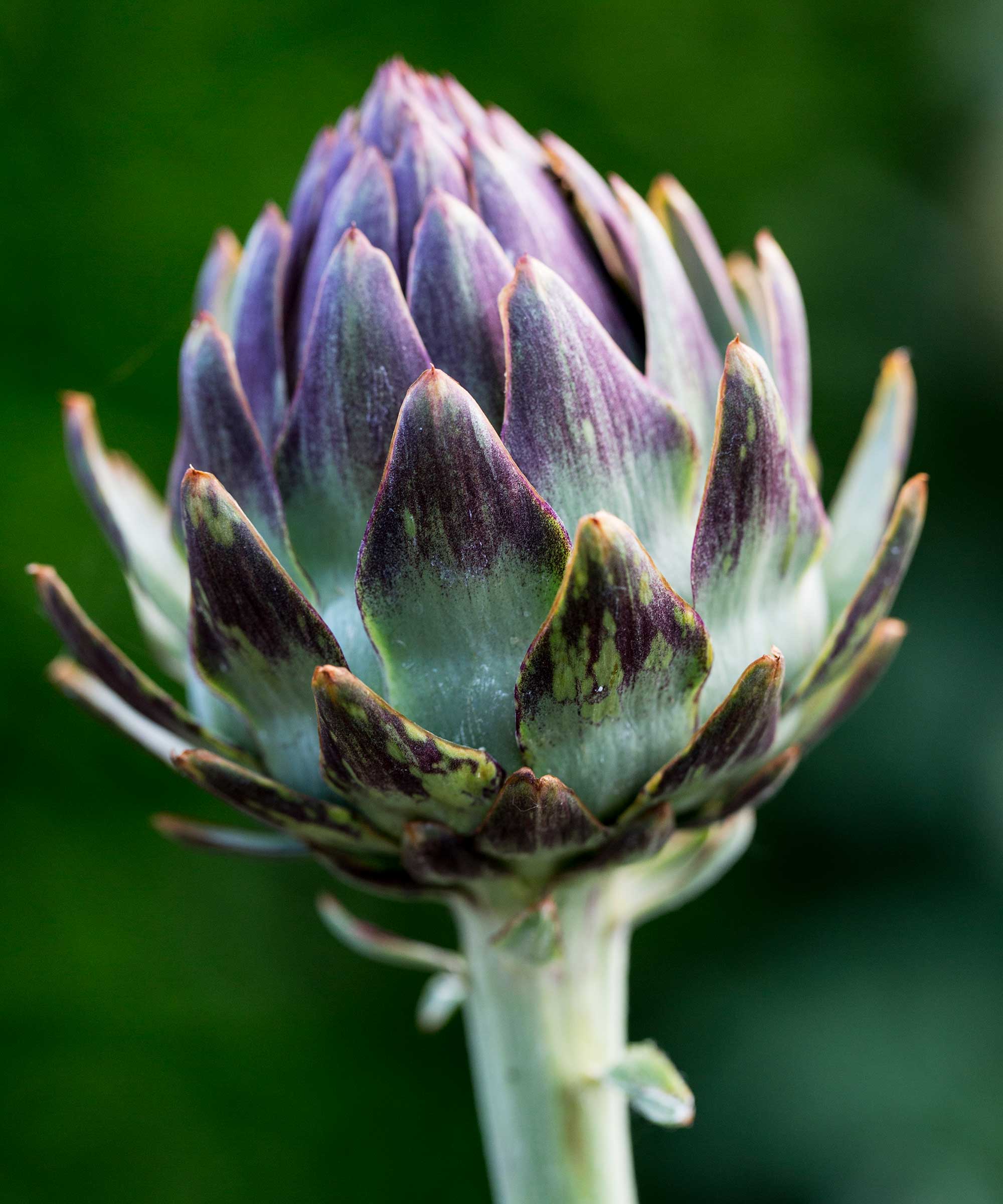 Nærbilde av Globe Artichoke