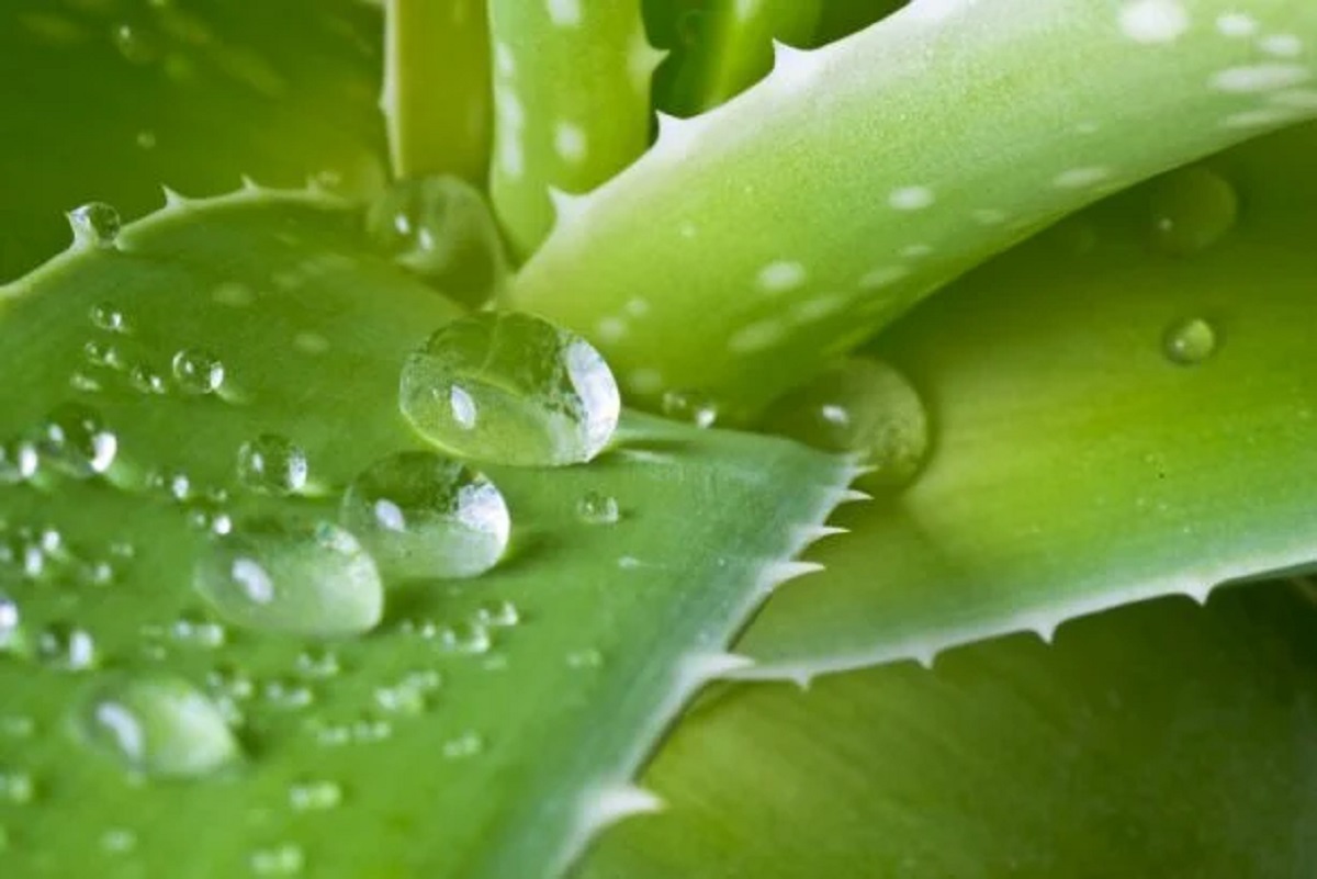 Aloe vera