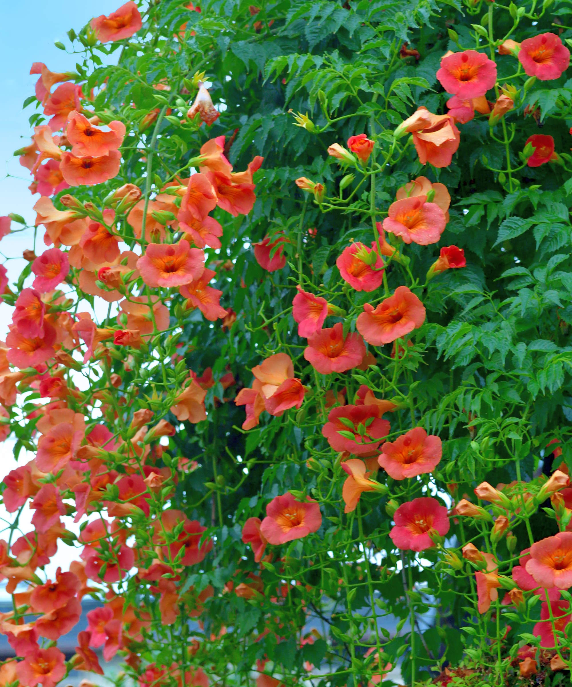Oransje trompetblomster i blomst på en blomstrende trompetvintreet