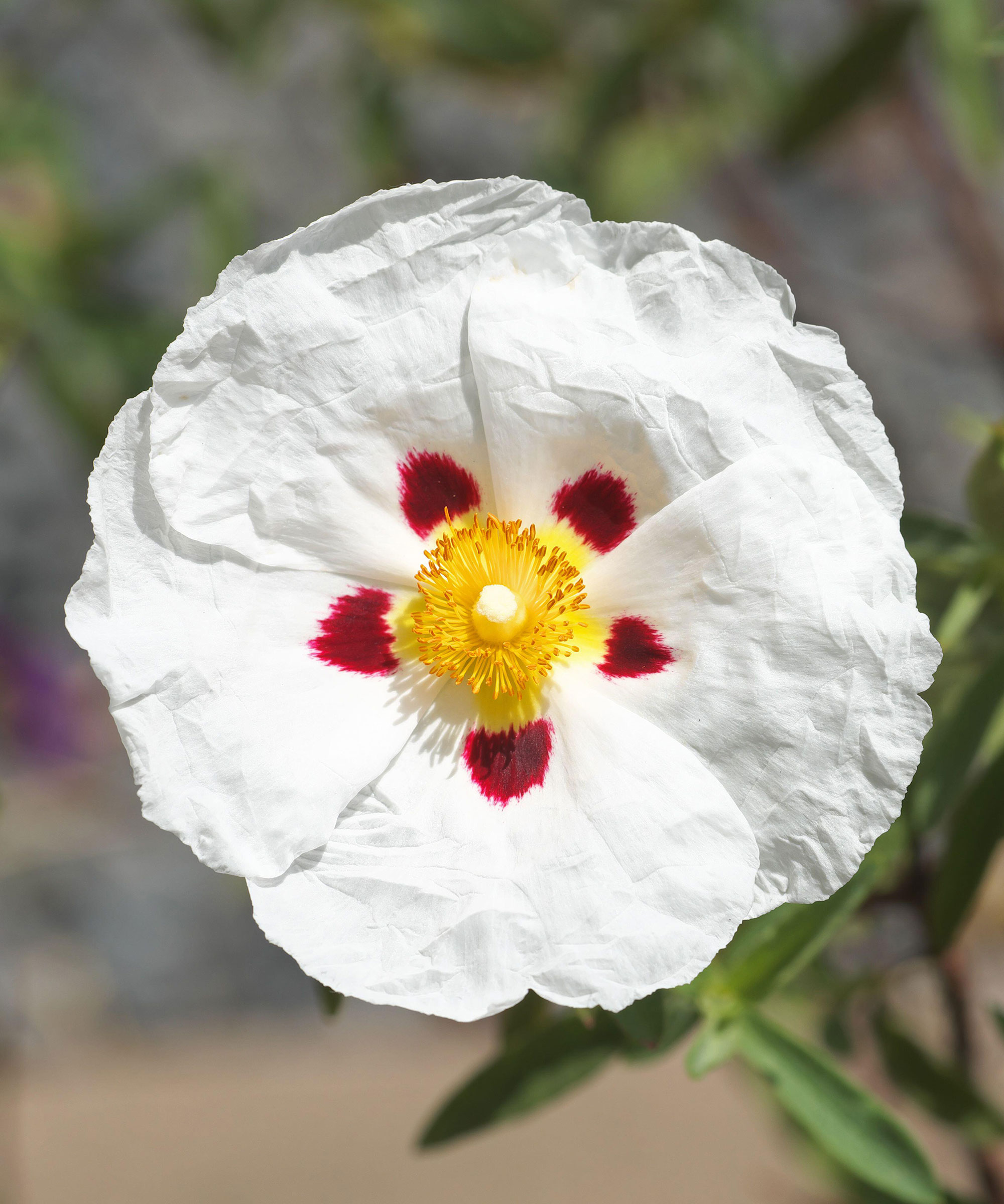 Papery hvite blomster av Cistus 'Alan Fradd'