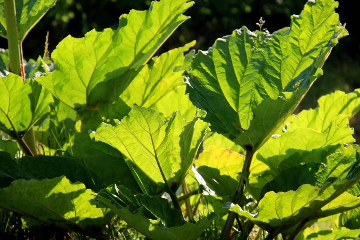 Denne giftige planten finnes i maten din