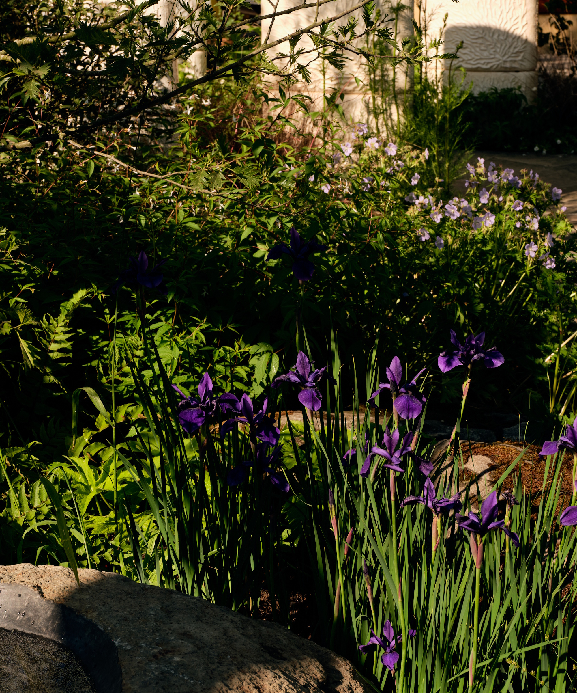 Iris i Bloom on the Pathway Garden, på RHS Chelsea Flower Show 2025