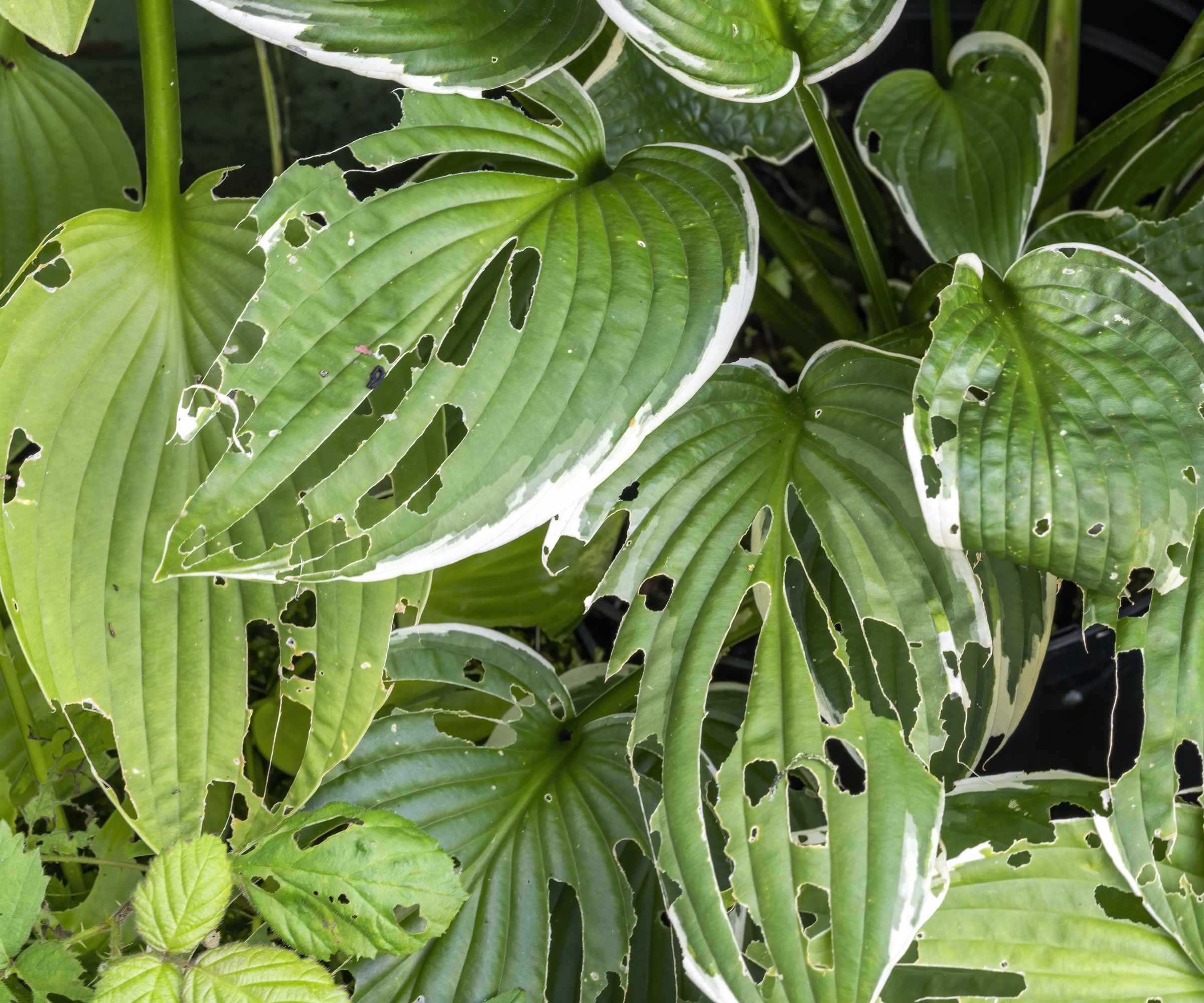 Hosta løvverk med snegl- og snegleskader