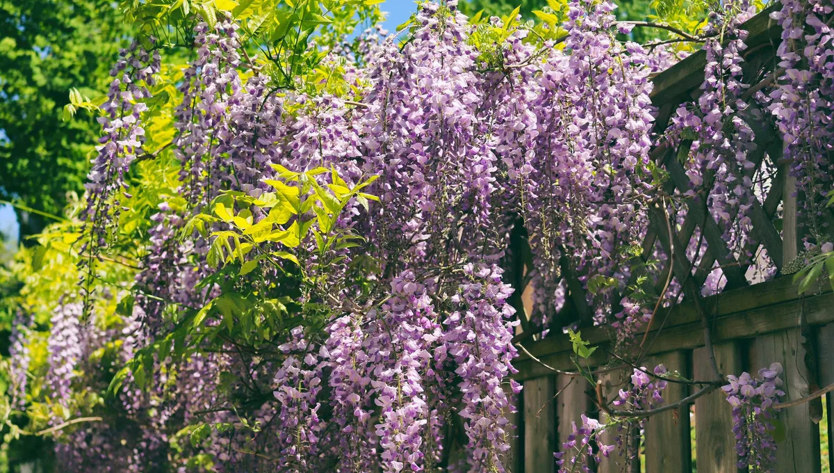 Disse klatreplantene