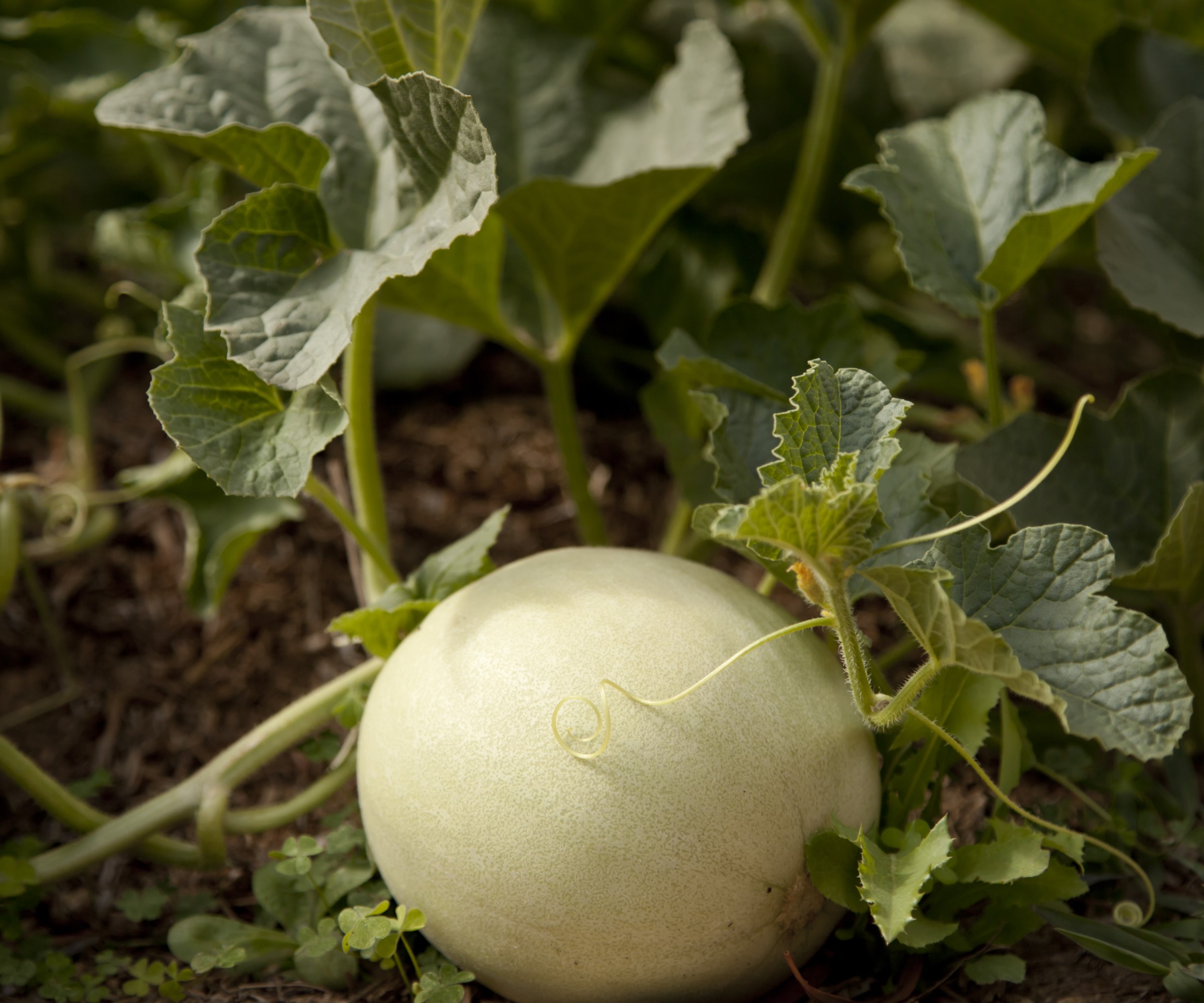 Honeydew melon som vokser på vintreet