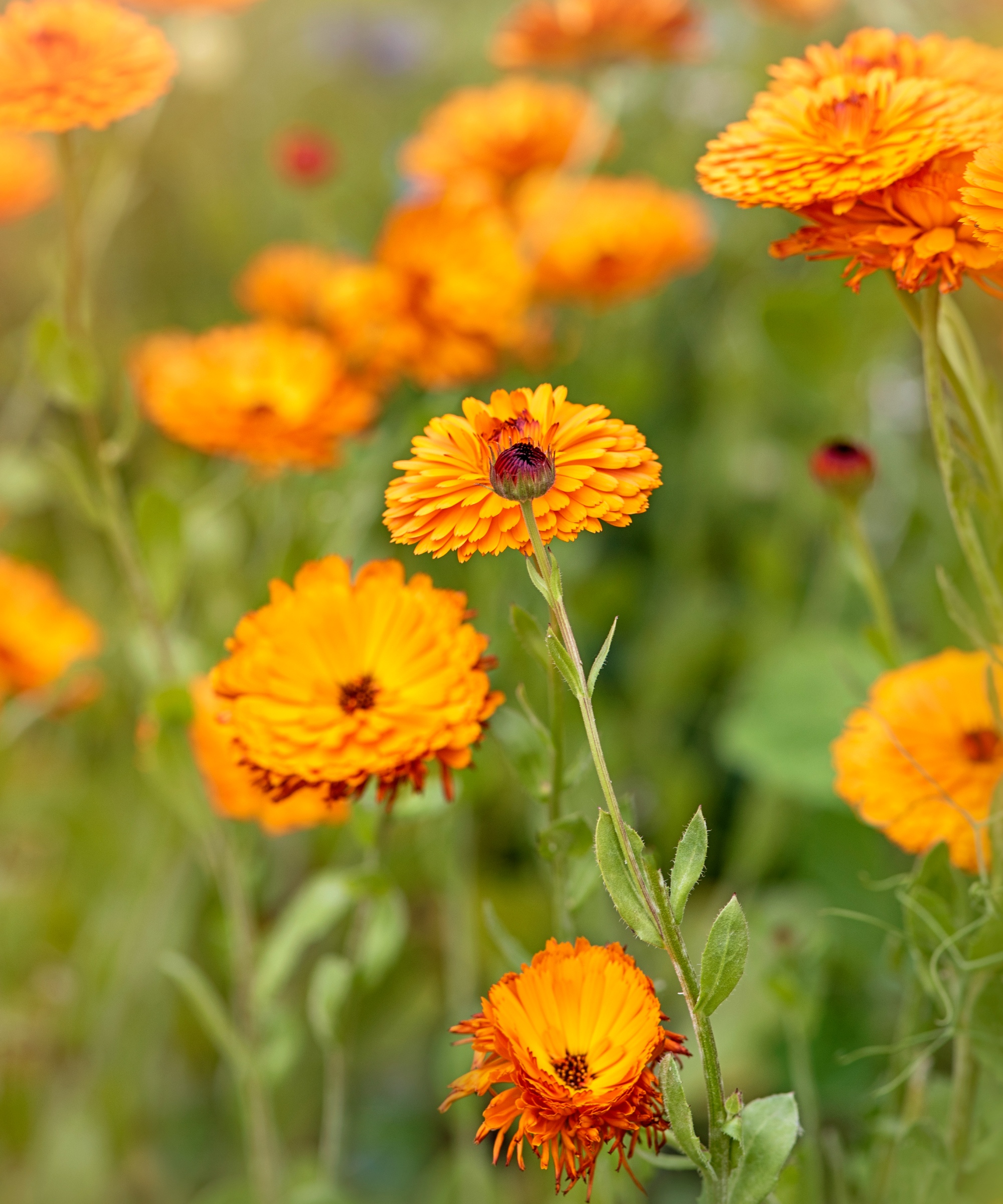 Marigolds i et felt