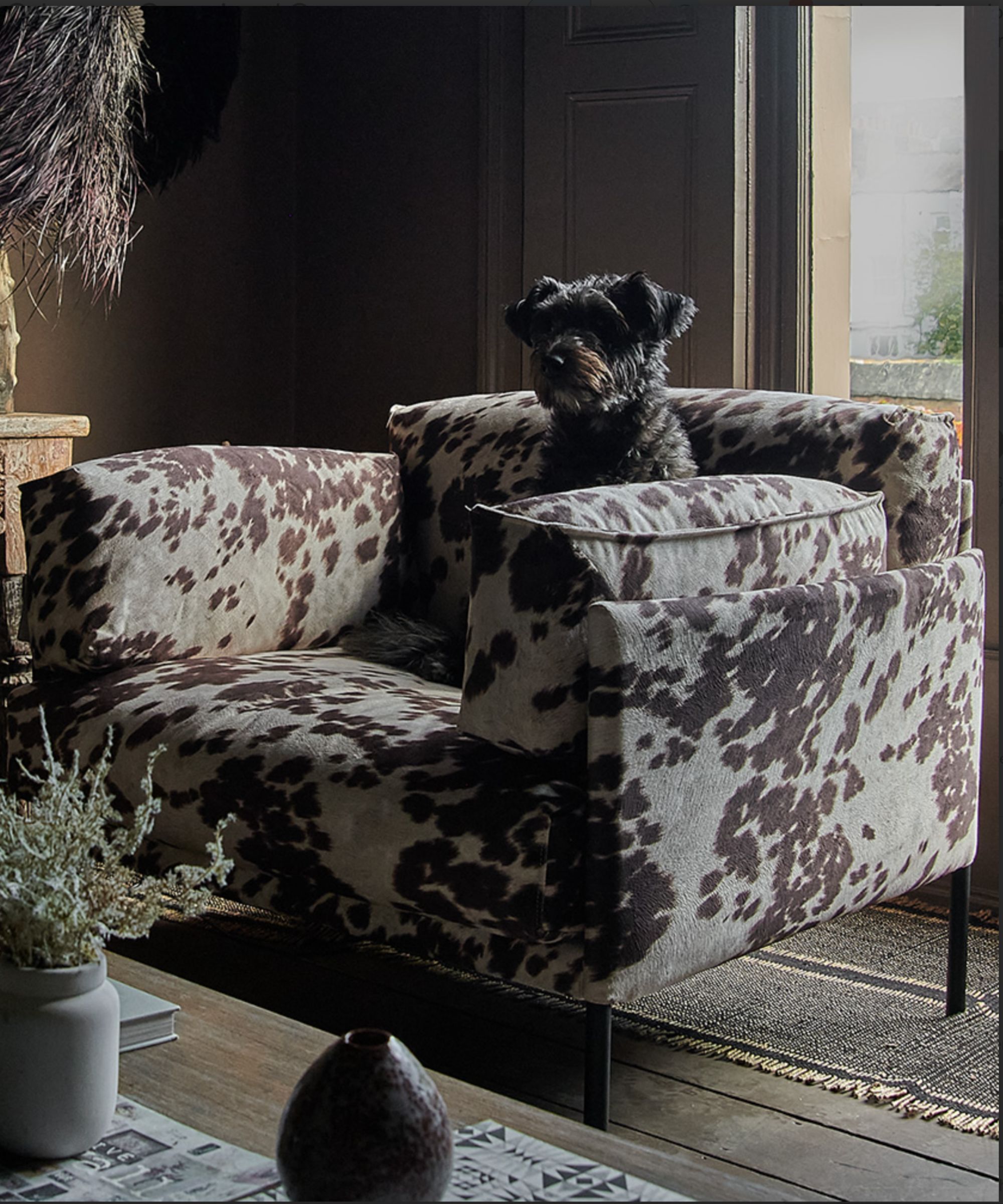 En kulehud lenestol i et rom i rustikk stil, med en miniatyr schnauzer som sitter på den.