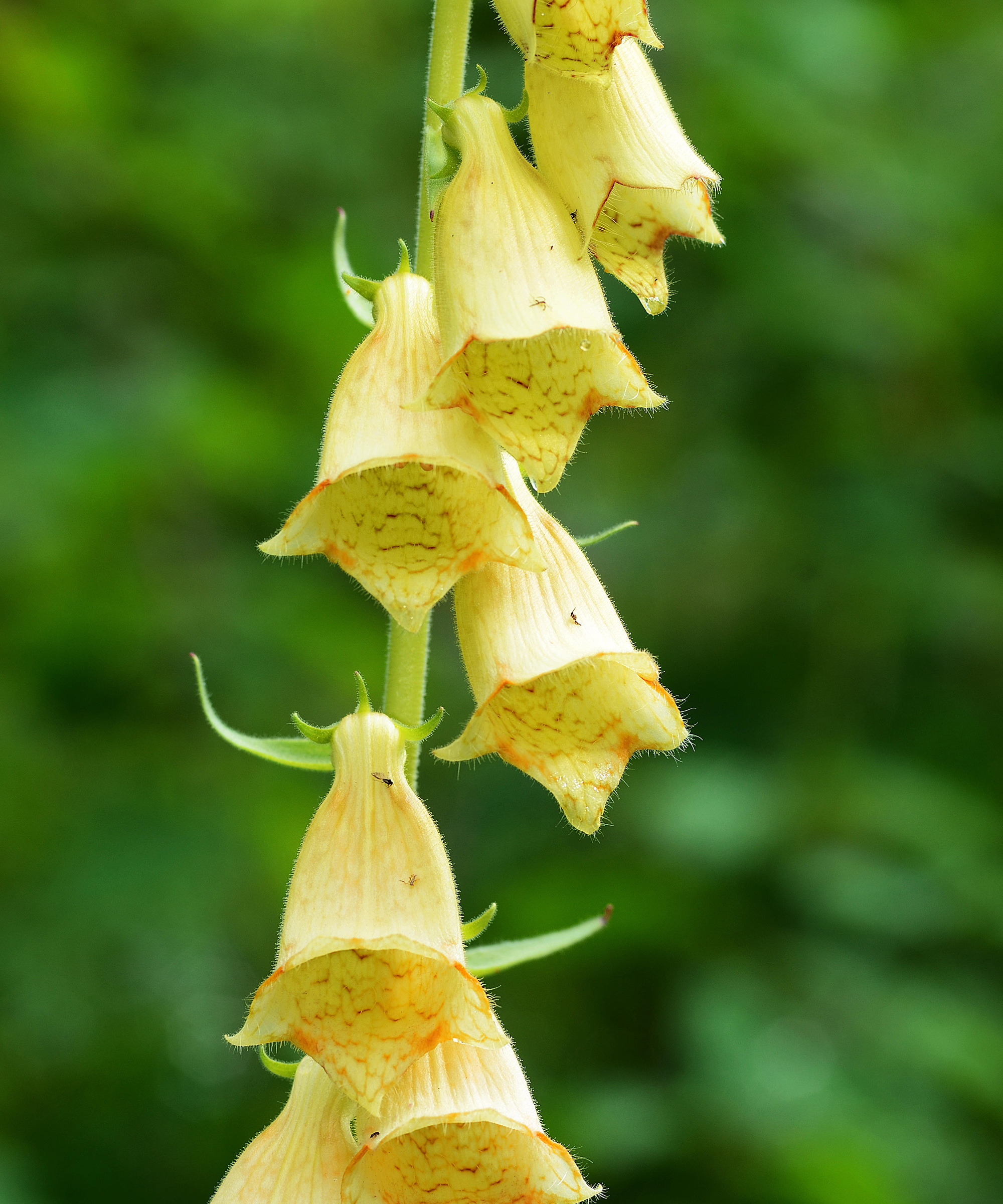 Digitalis Grandiflora