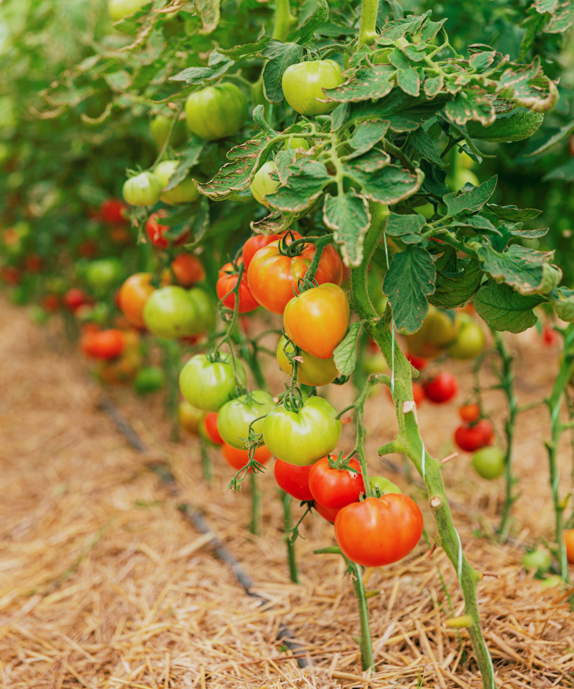 Røde og grønne tomater som vokser på planter omgitt av halmmulch