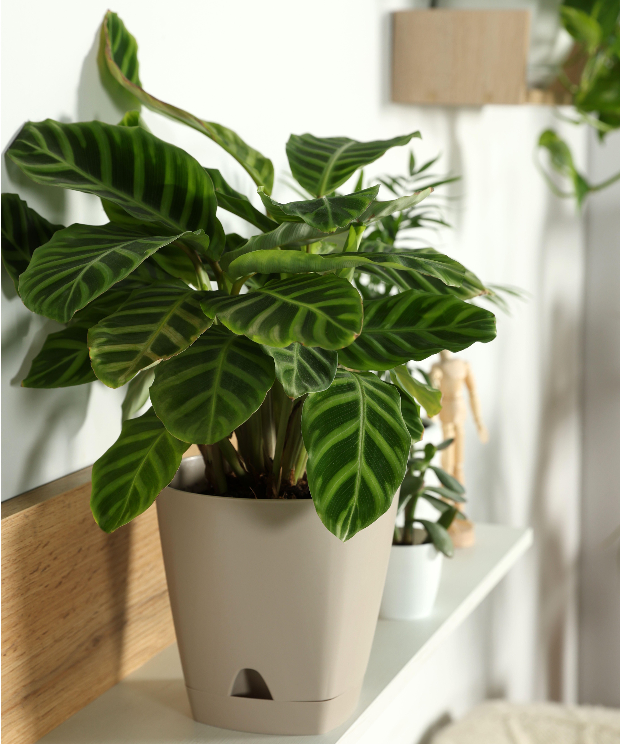 Beste Calathea -varianter
