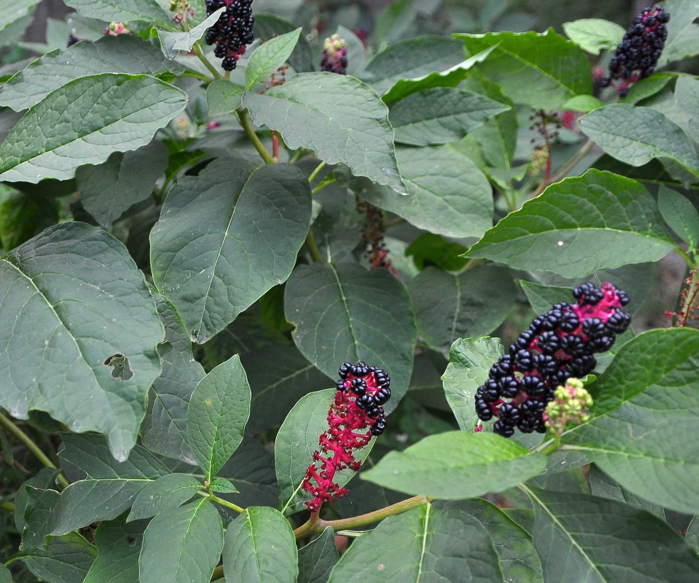 Den invasive amerikanske pokeweed, med lilla bær og grønne blader i en hagegrense