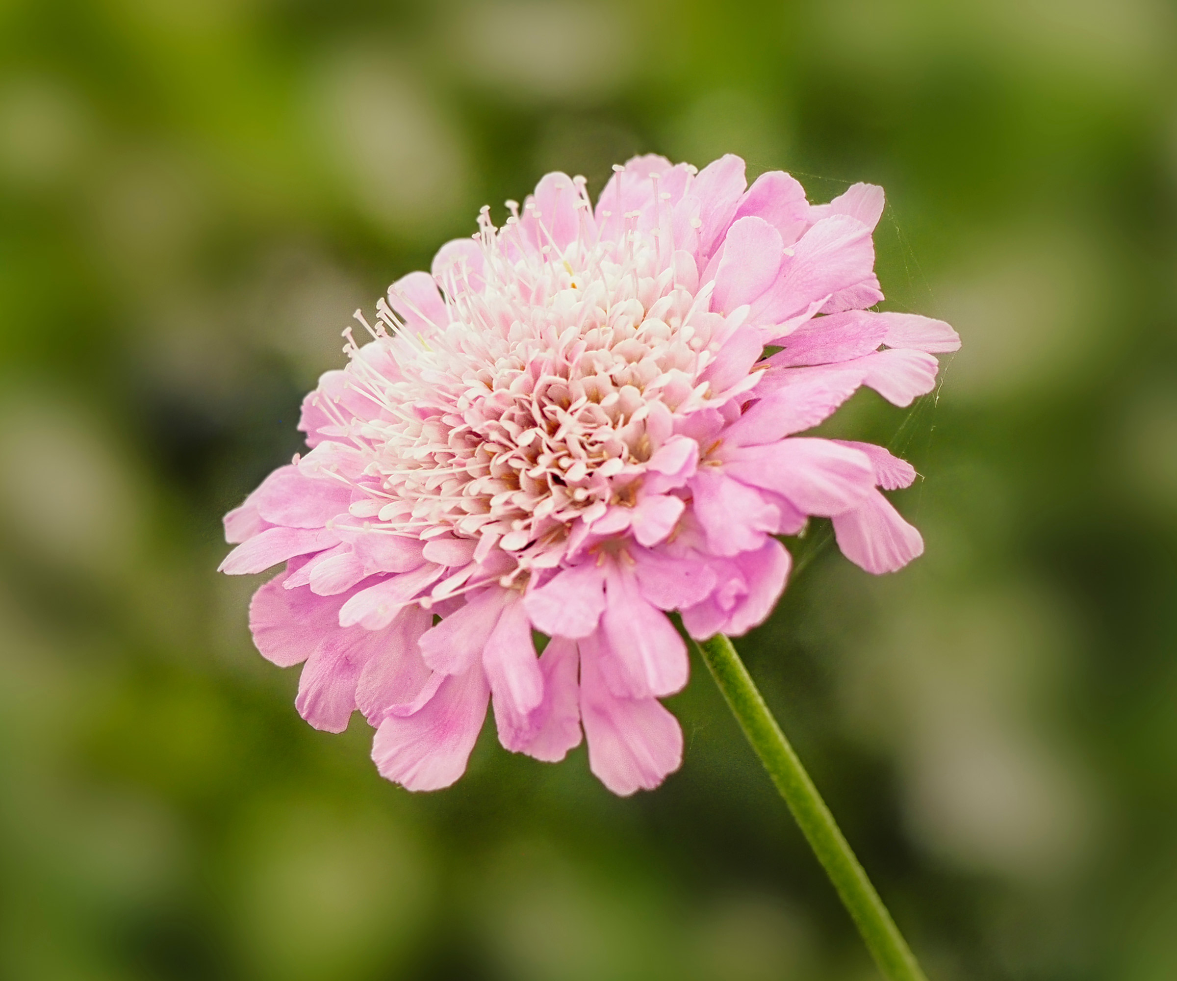 Butterfly Garden Scabiosa Kudo Pink ('Ichpin') i full blomst om sommeren