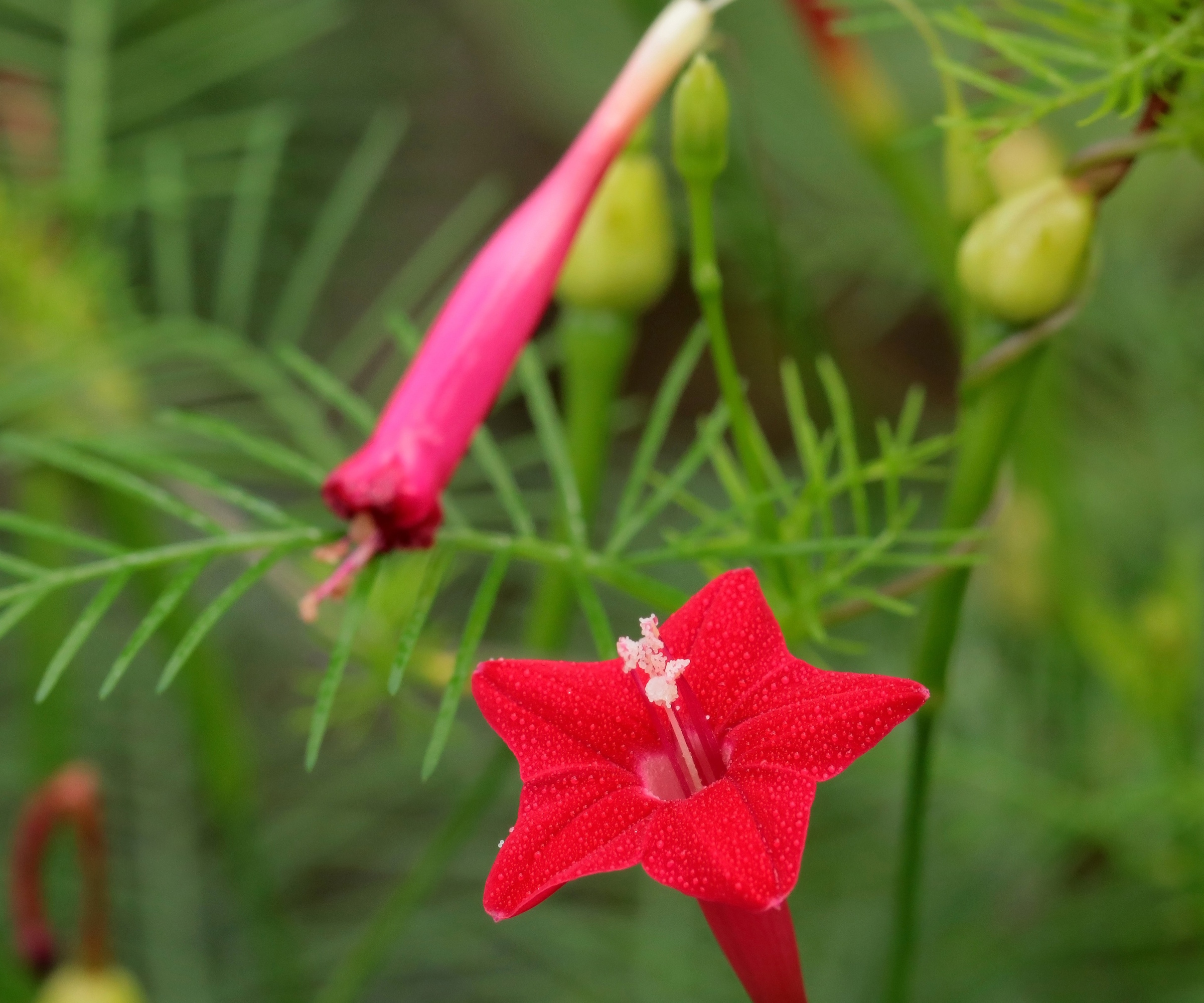 Røde blomster av kardinal Creeper Vine, Ipomoea × Multifida