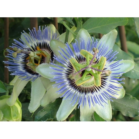 Passion Fruit Plant - levende plante i en 6 tommers dyrkere gryte - spiselig fruktbærende vintreet til terrassen og hagen