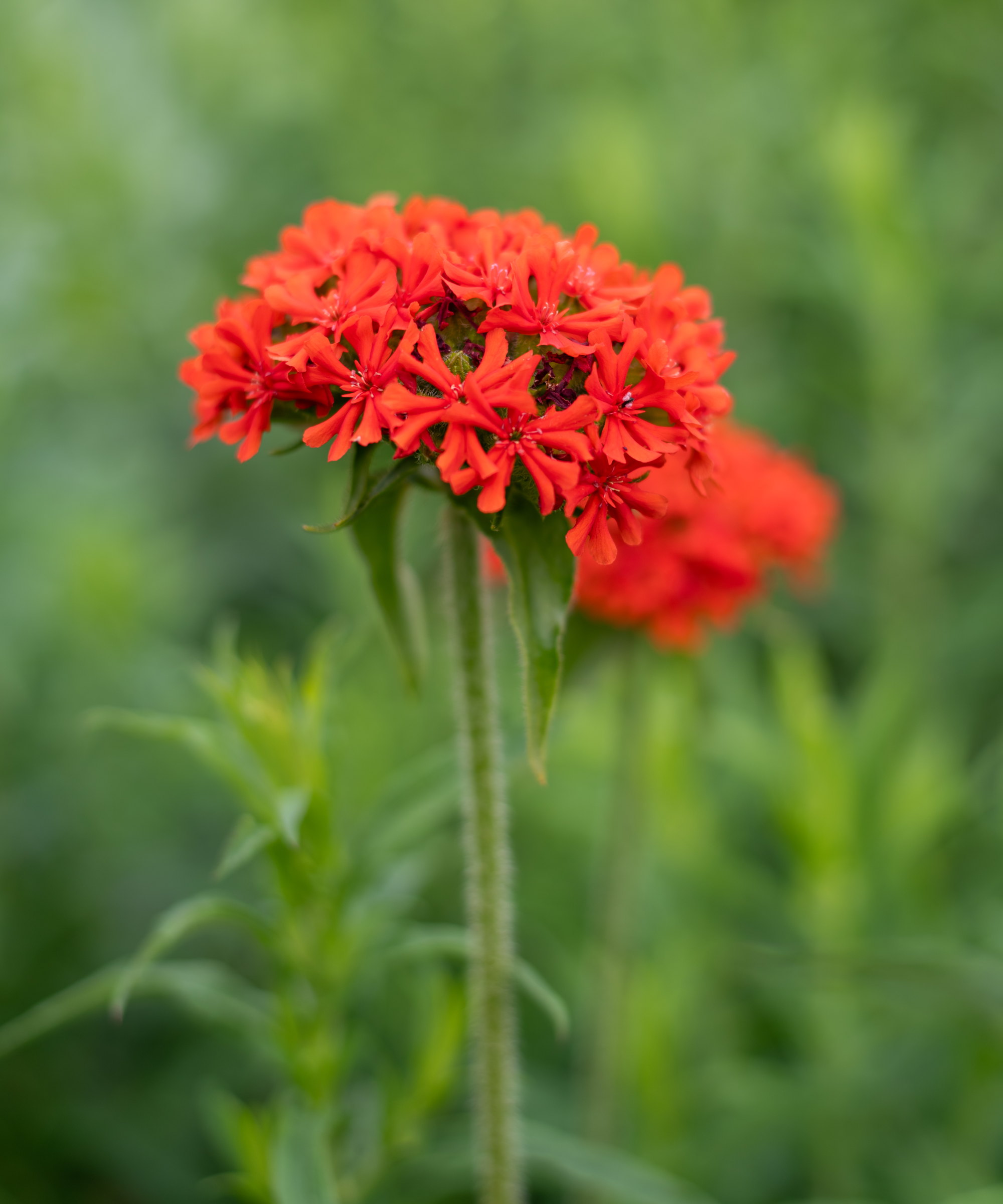 Nærbilde av den oransjerøde blomsten av silene chalcedonica