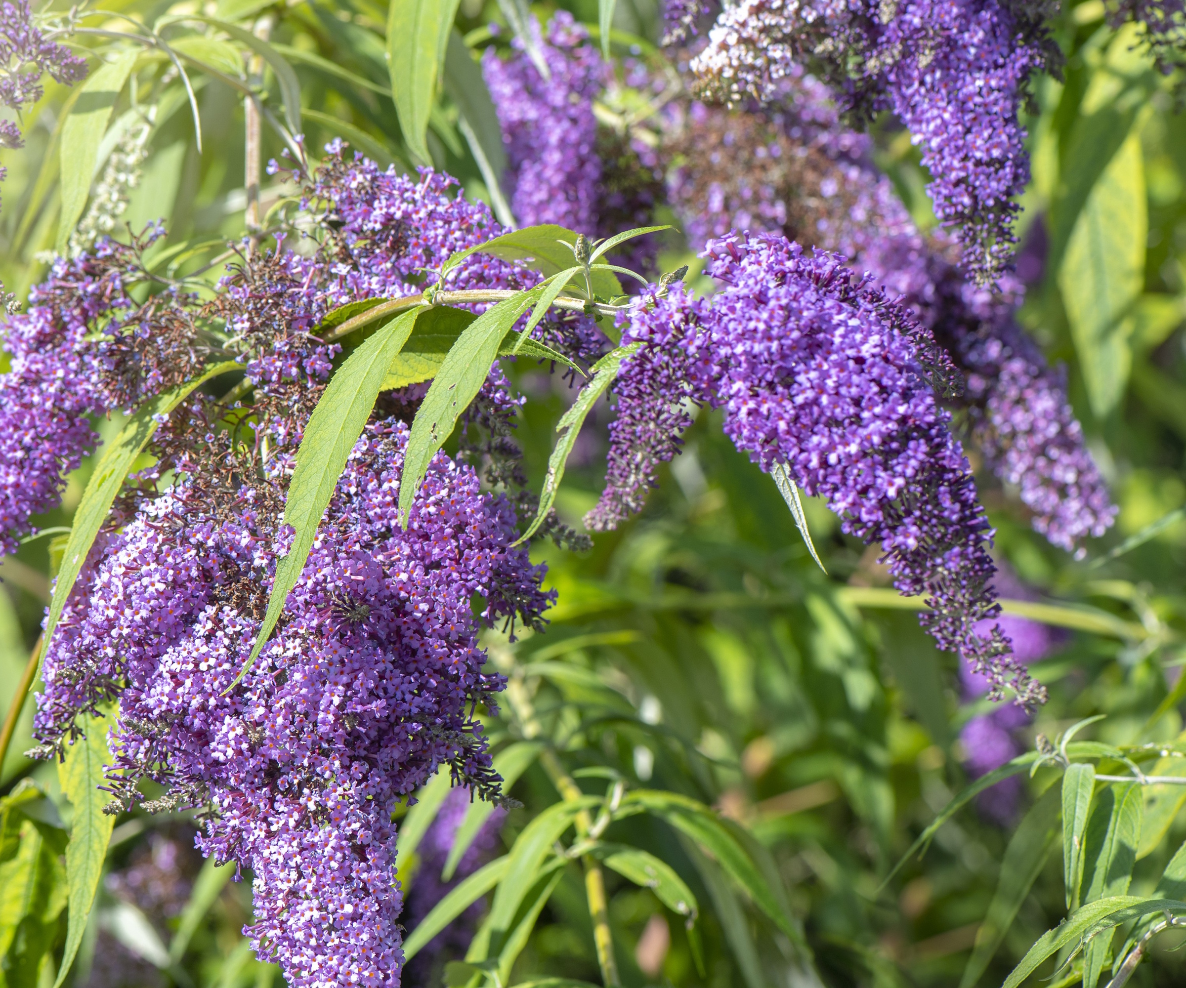 Purple buddleia blomstrer om sommeren