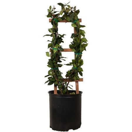 Stjernen Jasmine 'Large Leaf' (2,5 gallon) Aromatisk hvit blomstrende Evergreen Vine - Full Sun Live Outdoor Plant