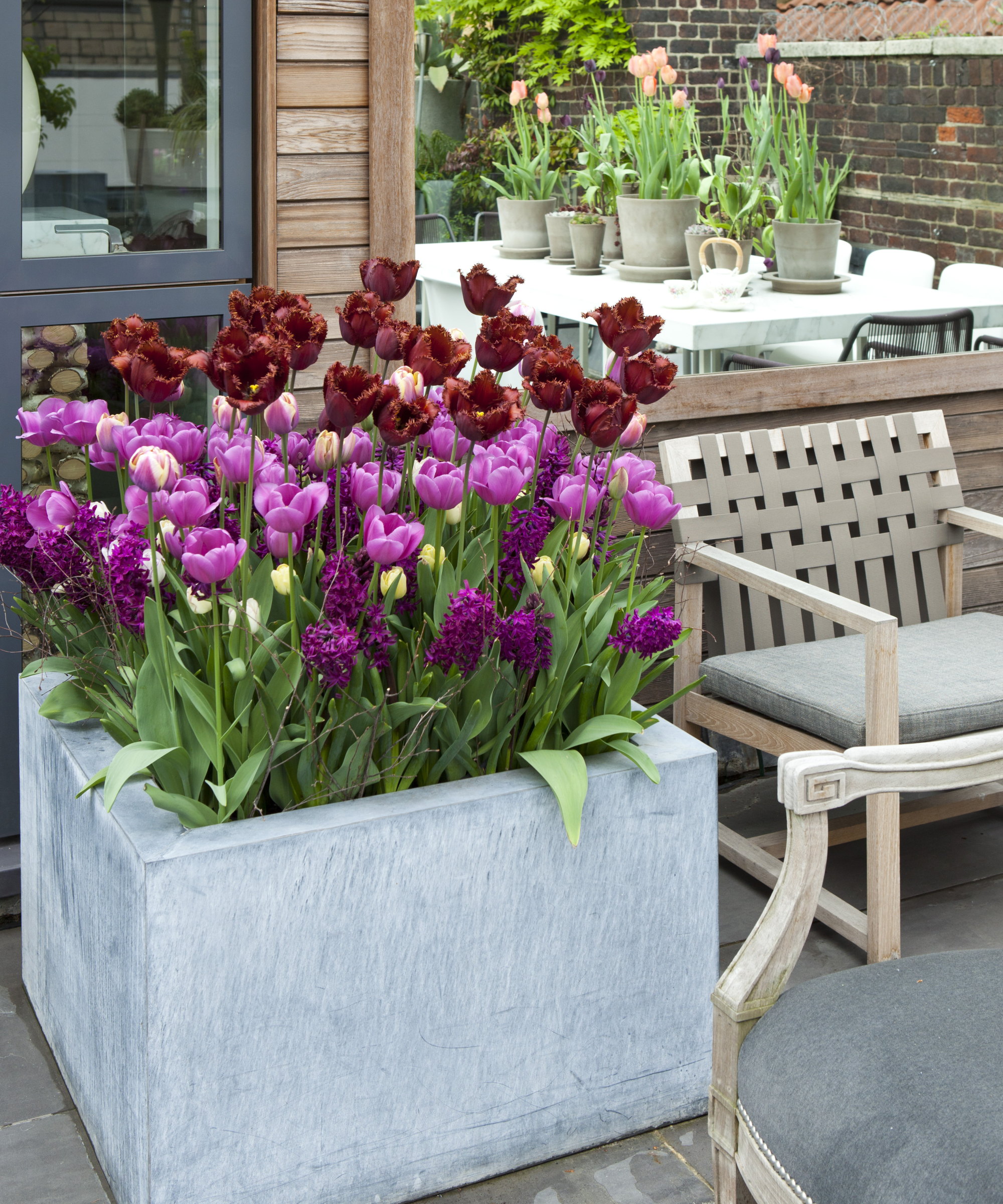 En stor betongplanter fylt med blomstrende tulipaner