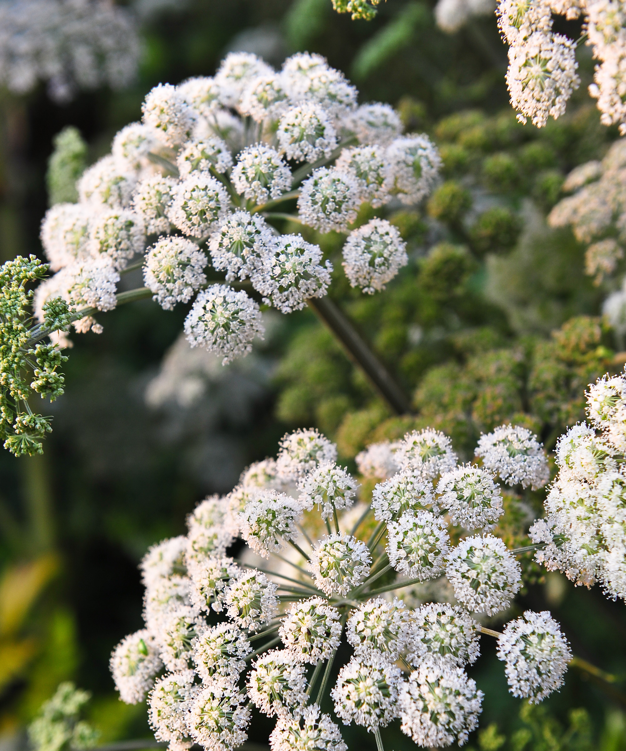 Angelica (Apiaceae) Nærbilde av blomsterhoder